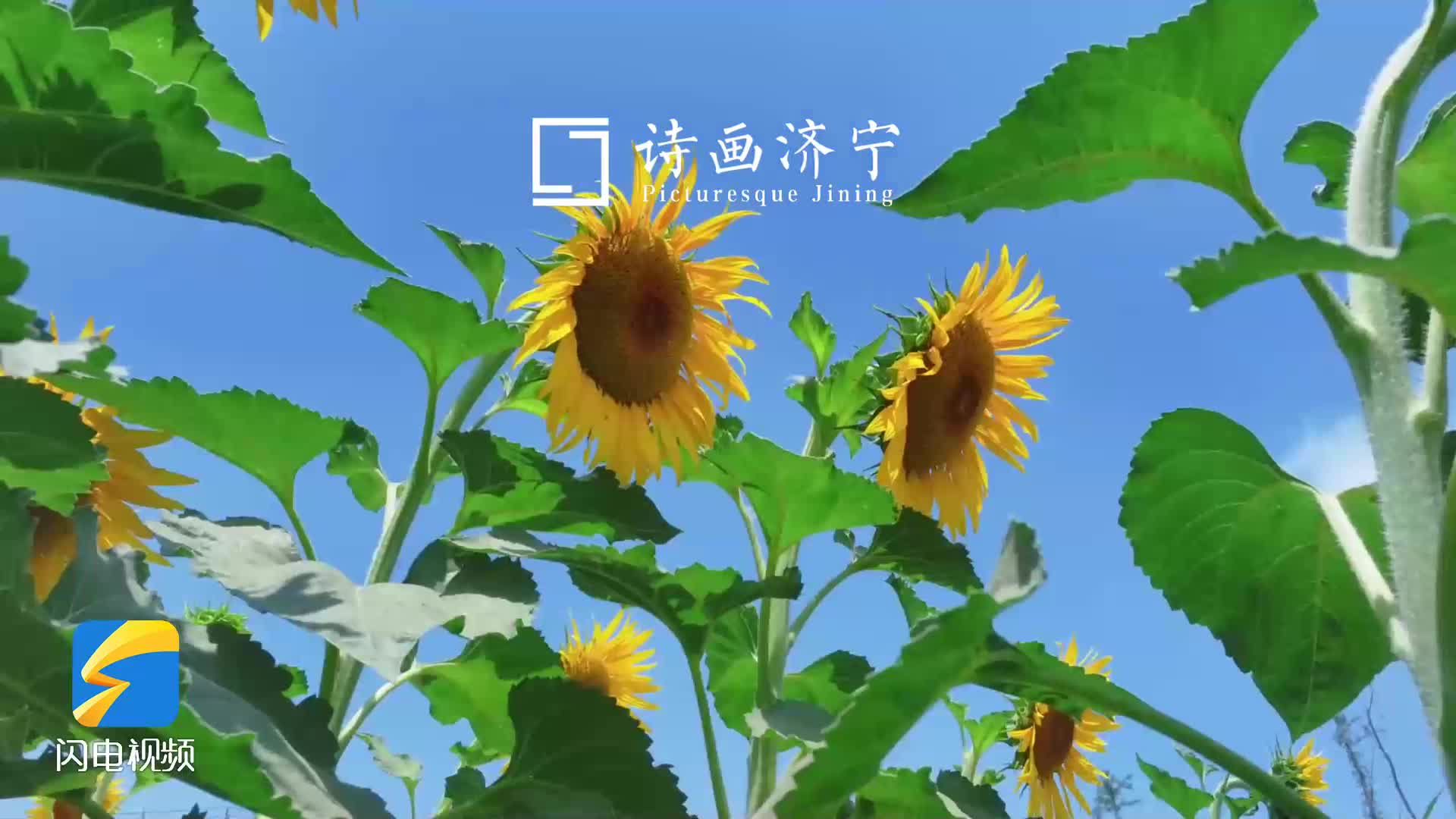 诗画济宁｜盛夏限定浪漫 20万株油葵花绽放