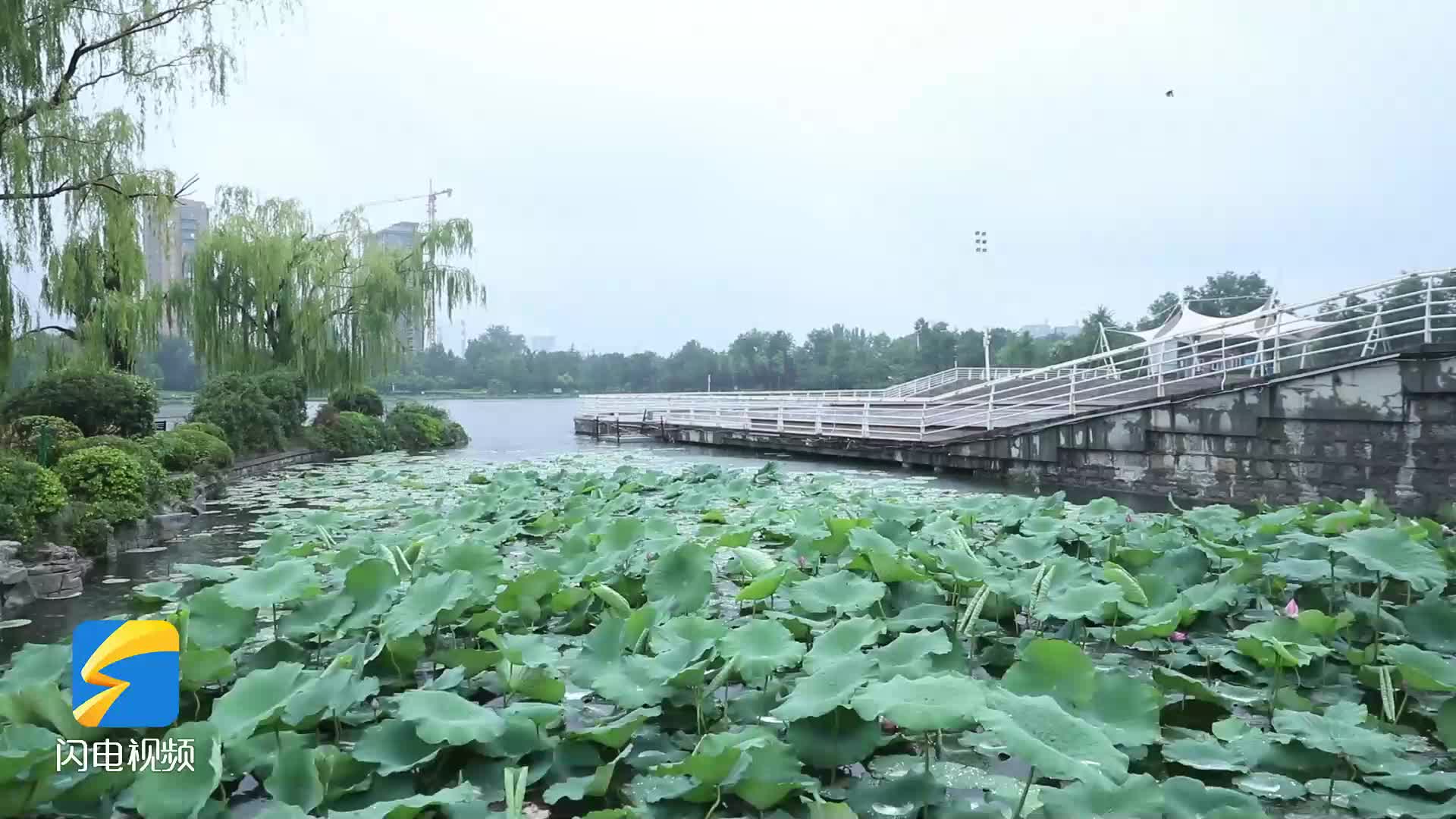 潍坊昌乐：小荷才露尖尖角 雨中美景最动人