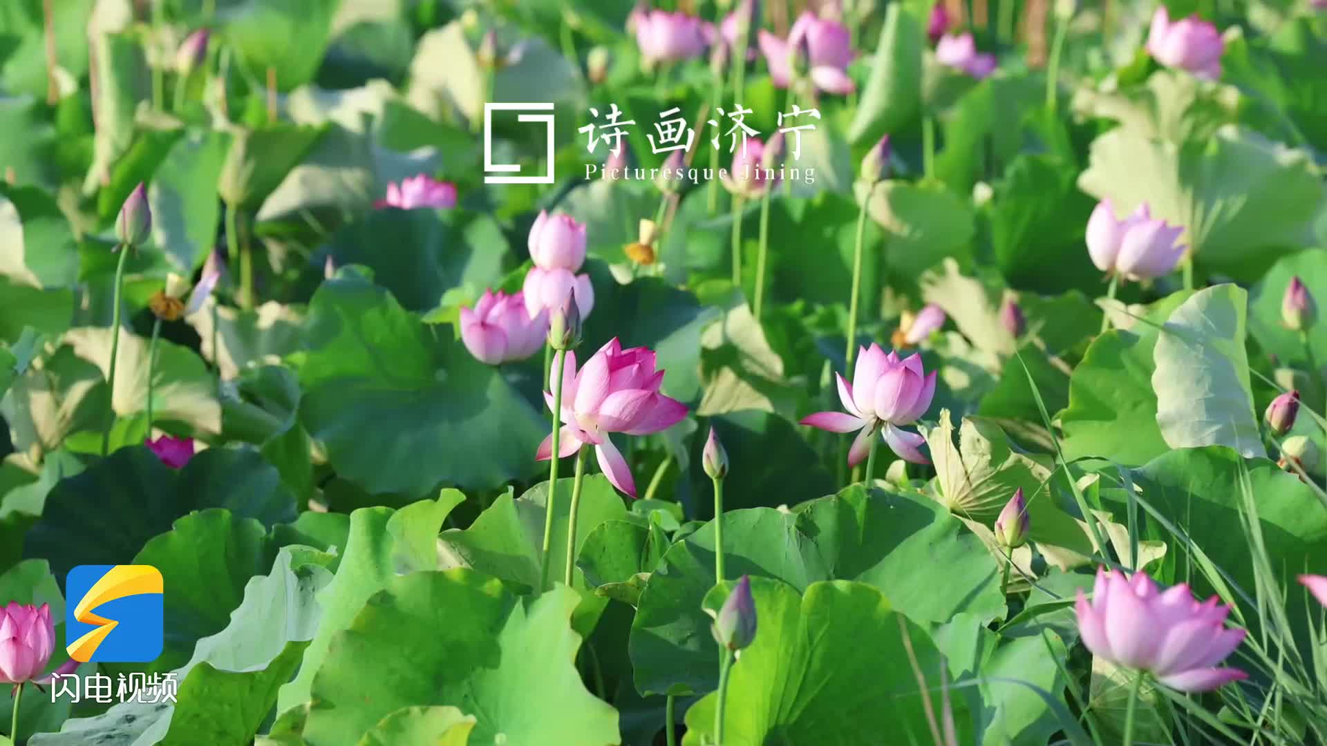 诗画济宁｜碧浪摇红萼 鱼台万顷荷塘舞盛夏