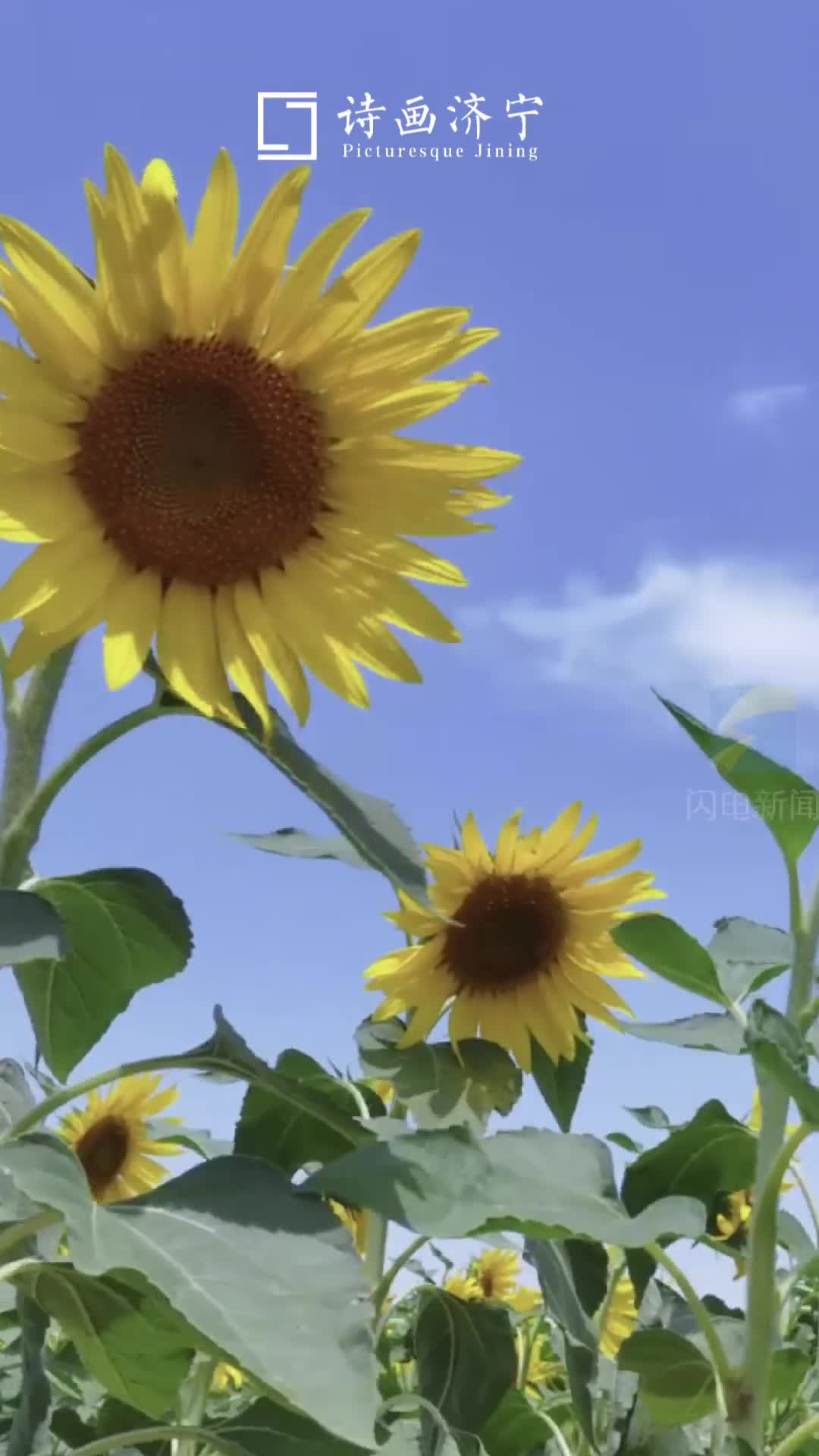 济宁鱼台｜20万株油葵花热烈绽放