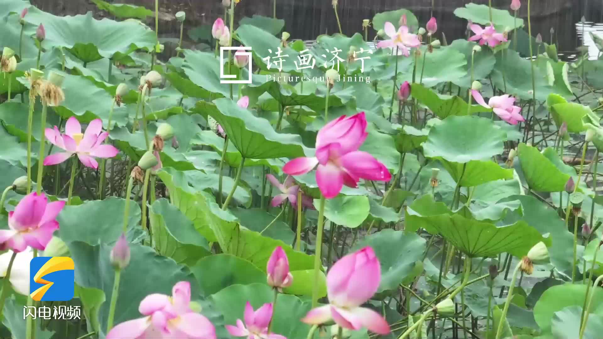 诗画济宁｜鱼台西支河雨中荷花绽放 晶莹雨珠点缀翠叶