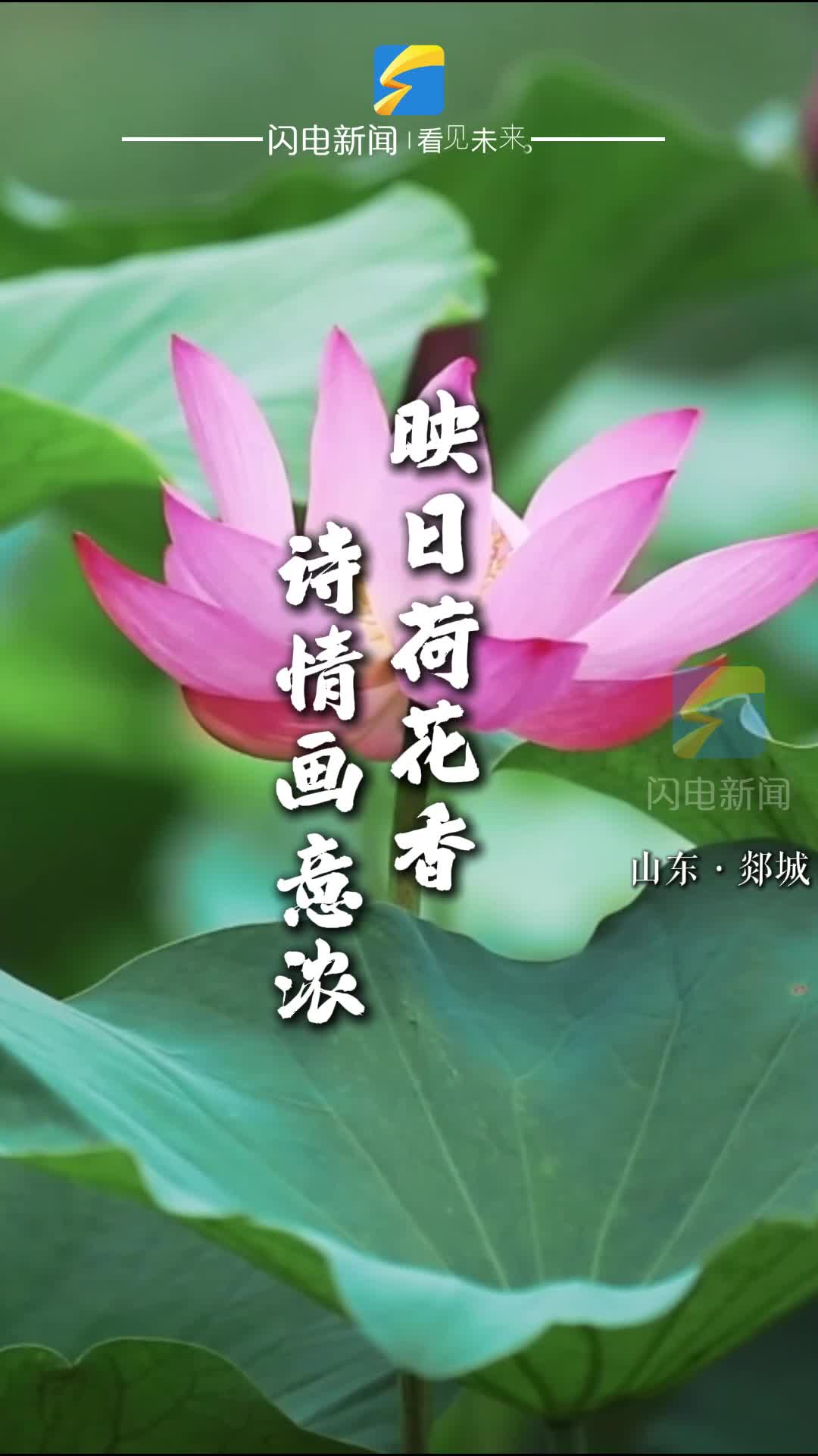 郯城：映日荷花香 诗情画意浓