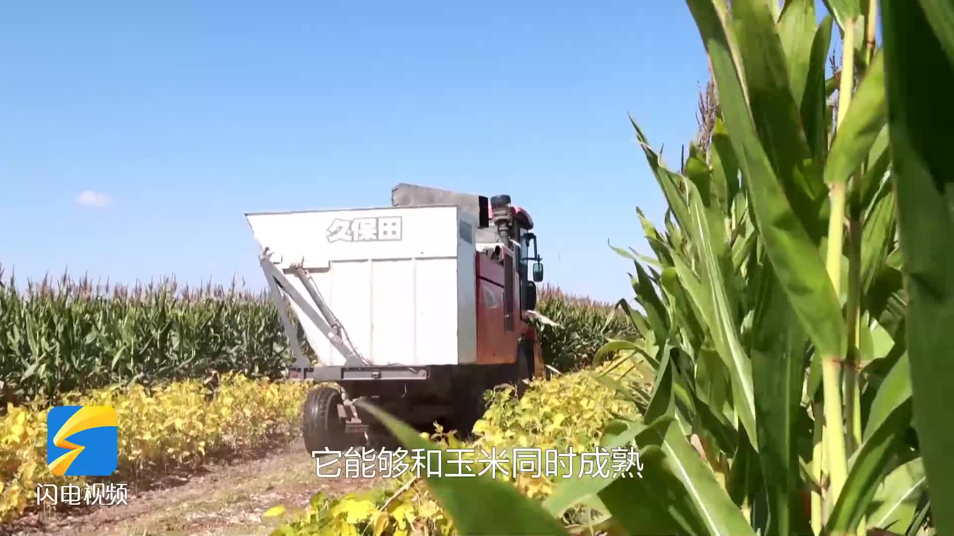 无棣：玉米不减产 多收一季豆 复合种植模式助农民增收