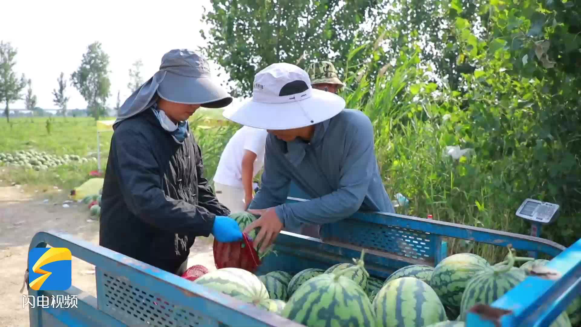 东明：无人机“玩转”瓜田 大田西瓜抢“鲜”上市