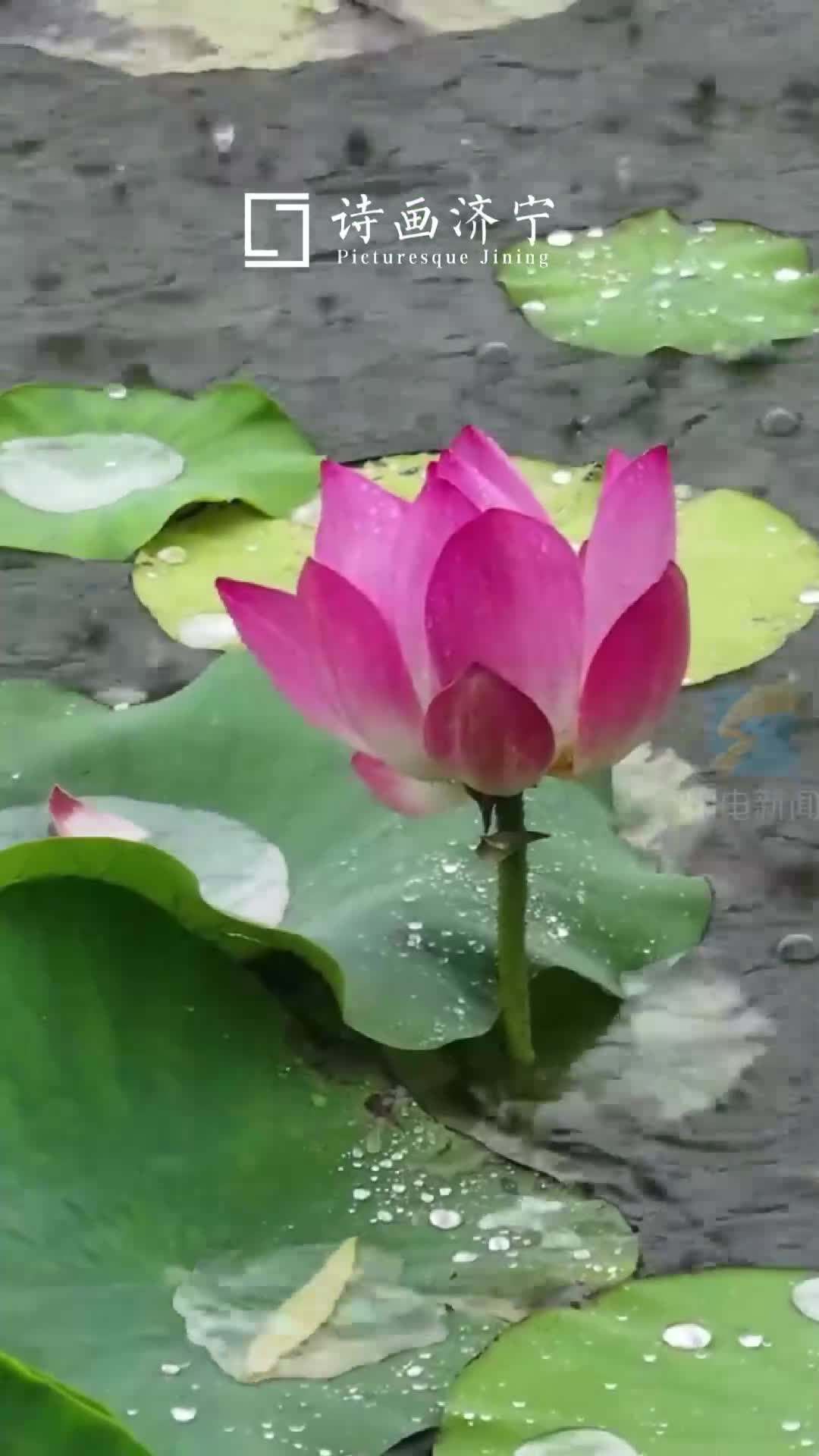 诗画济宁｜鱼台西支河畔雨中荷花摇曳生姿