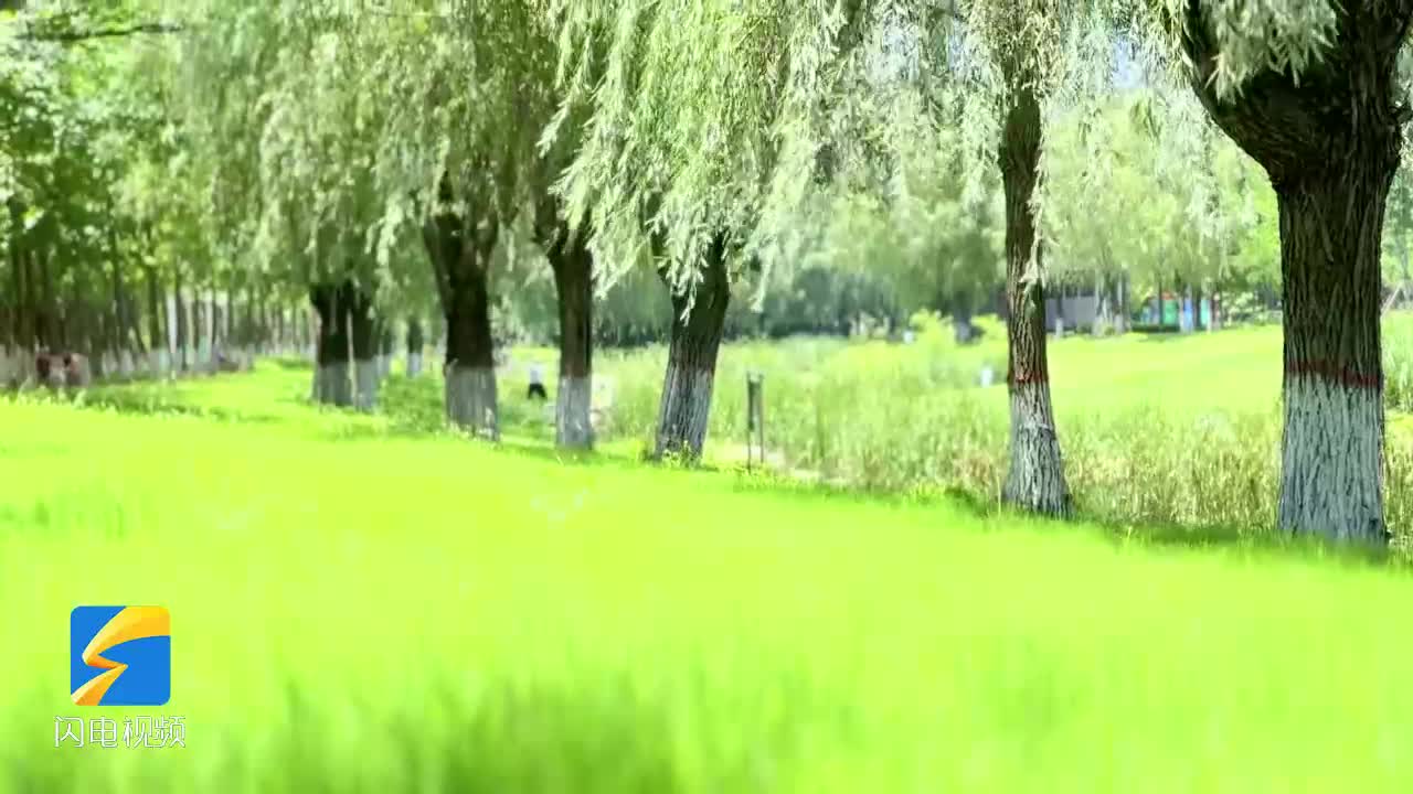 暑热难挡“太极风” 枣庄人才公园成市民“夏日养生地”