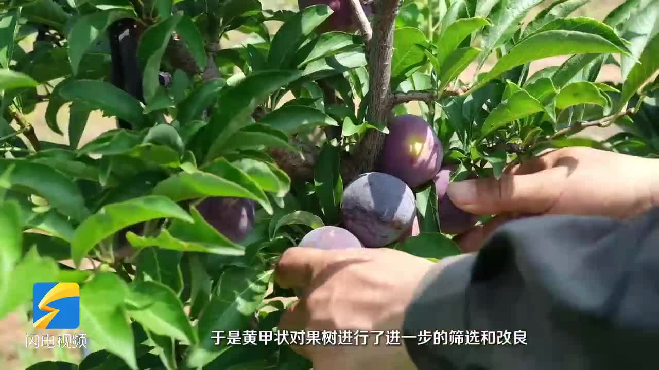 枣庄市市中区：九年付出梦成真 新品水果海红园3号即将上市