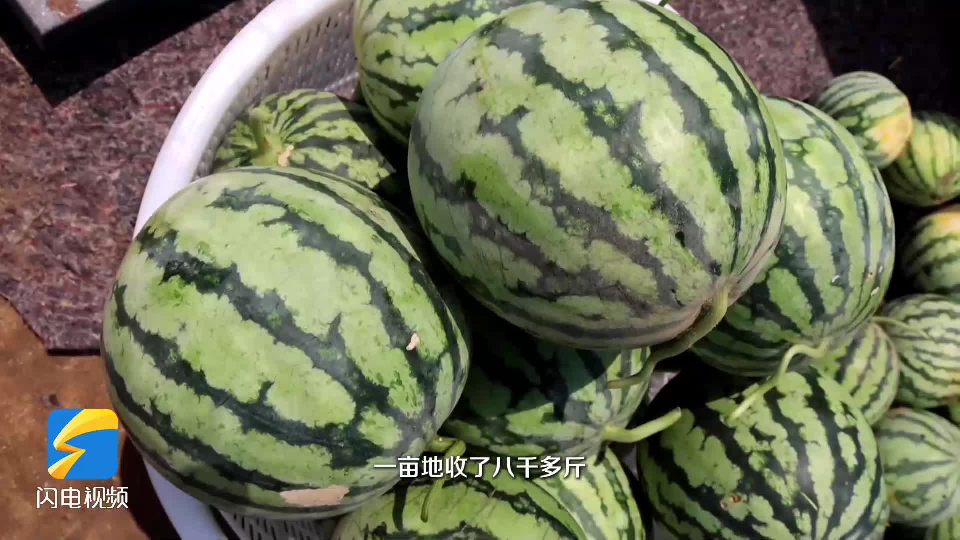 滕州：麒麟无籽西瓜丰收上市