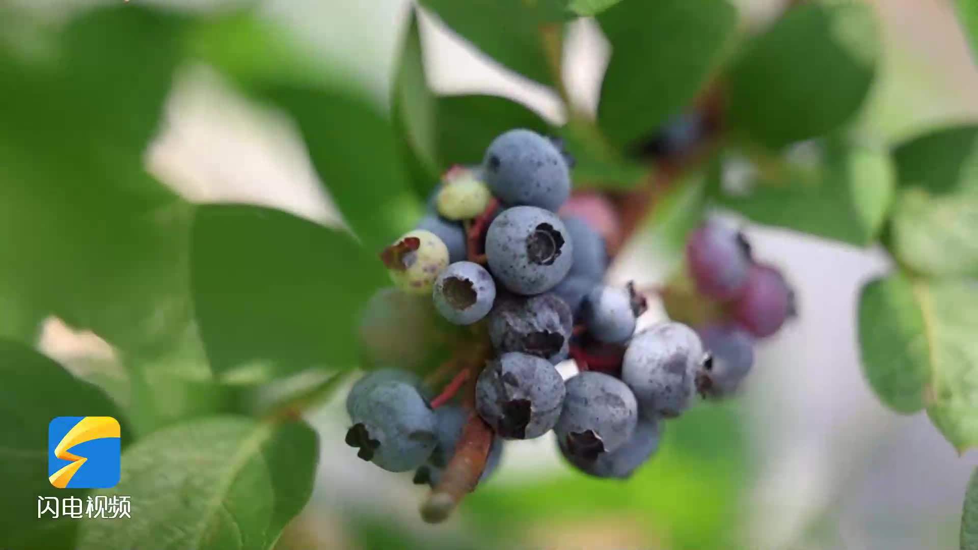 枣庄山亭蓝莓缀满枝 生态种植铺就富民路