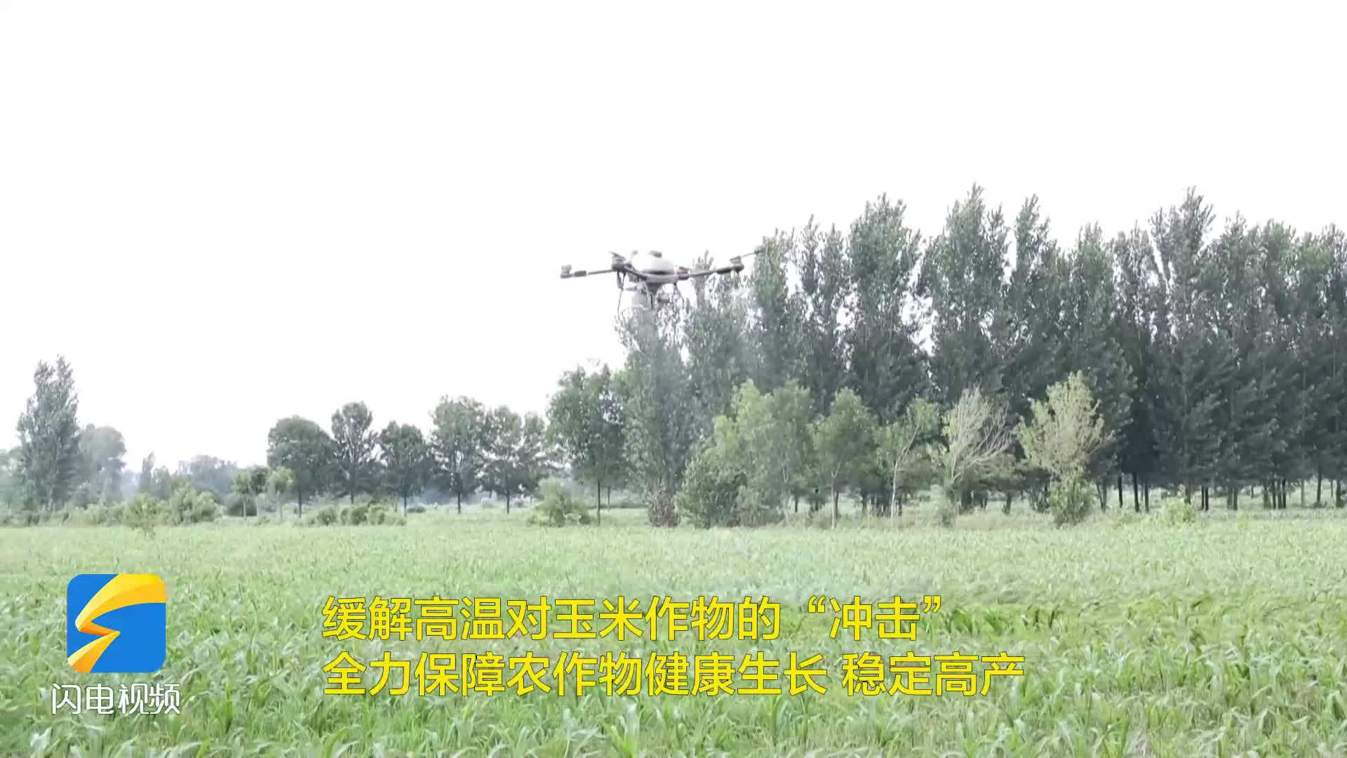 无棣：战高温 精管细护助丰产