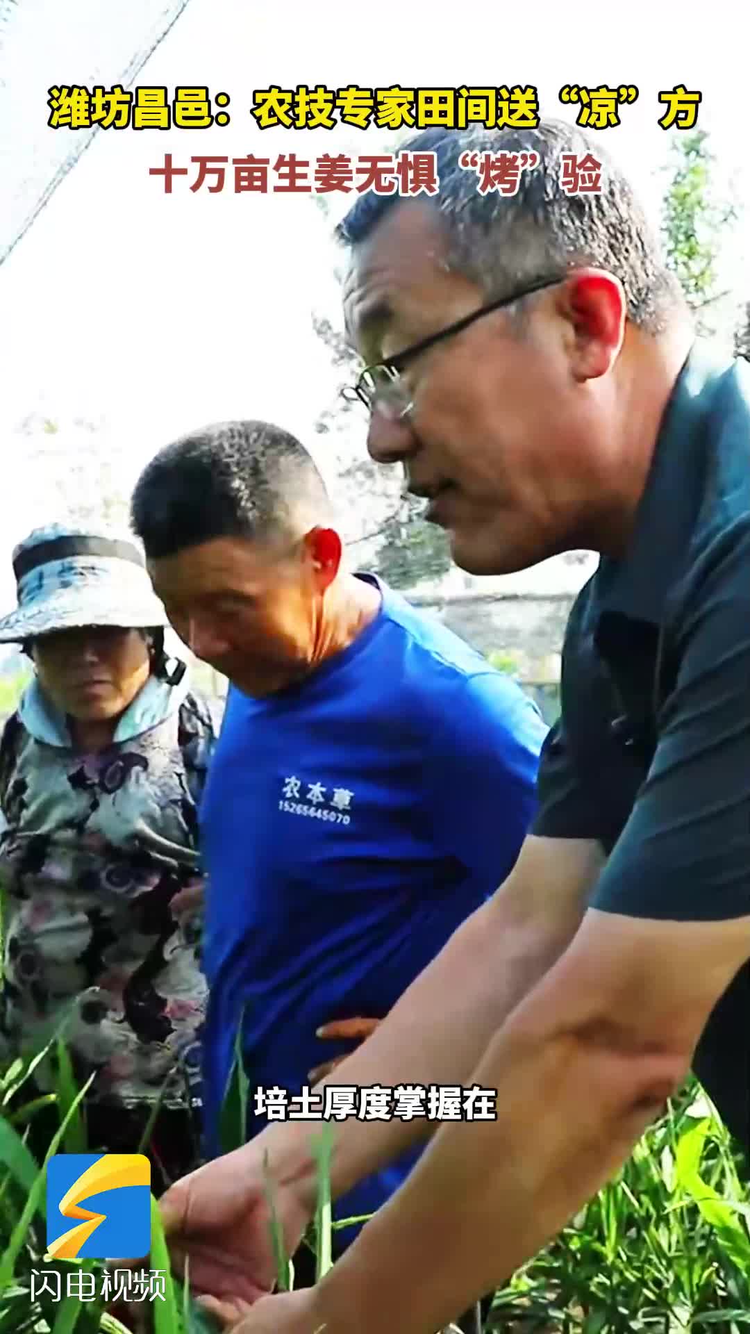 潍坊昌邑：农技专家田间送“凉”方 十万亩生姜无惧“烤”验