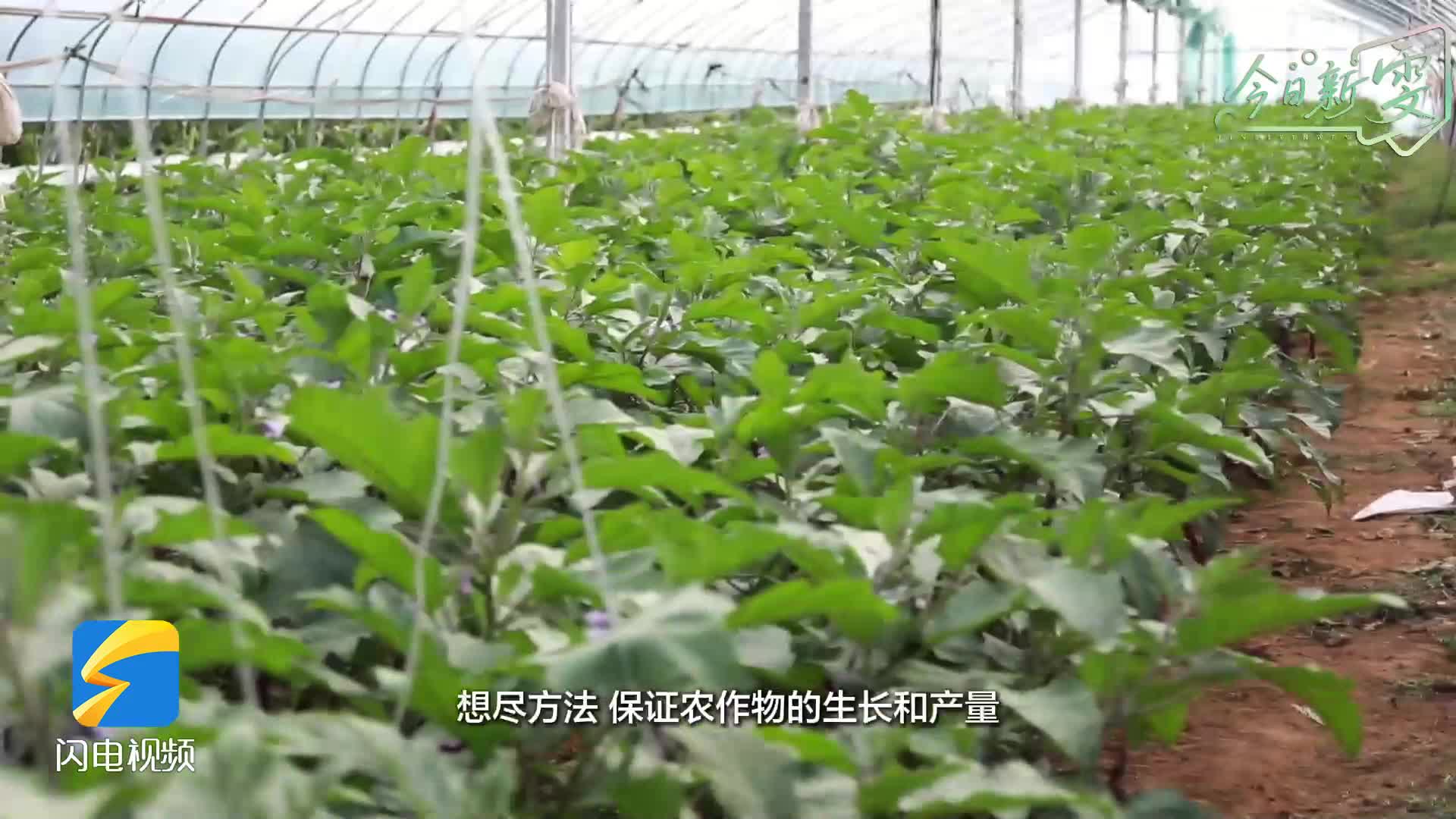 高溫“烤”驗(yàn)下 蘭陵蔬菜的“保鮮”秘訣