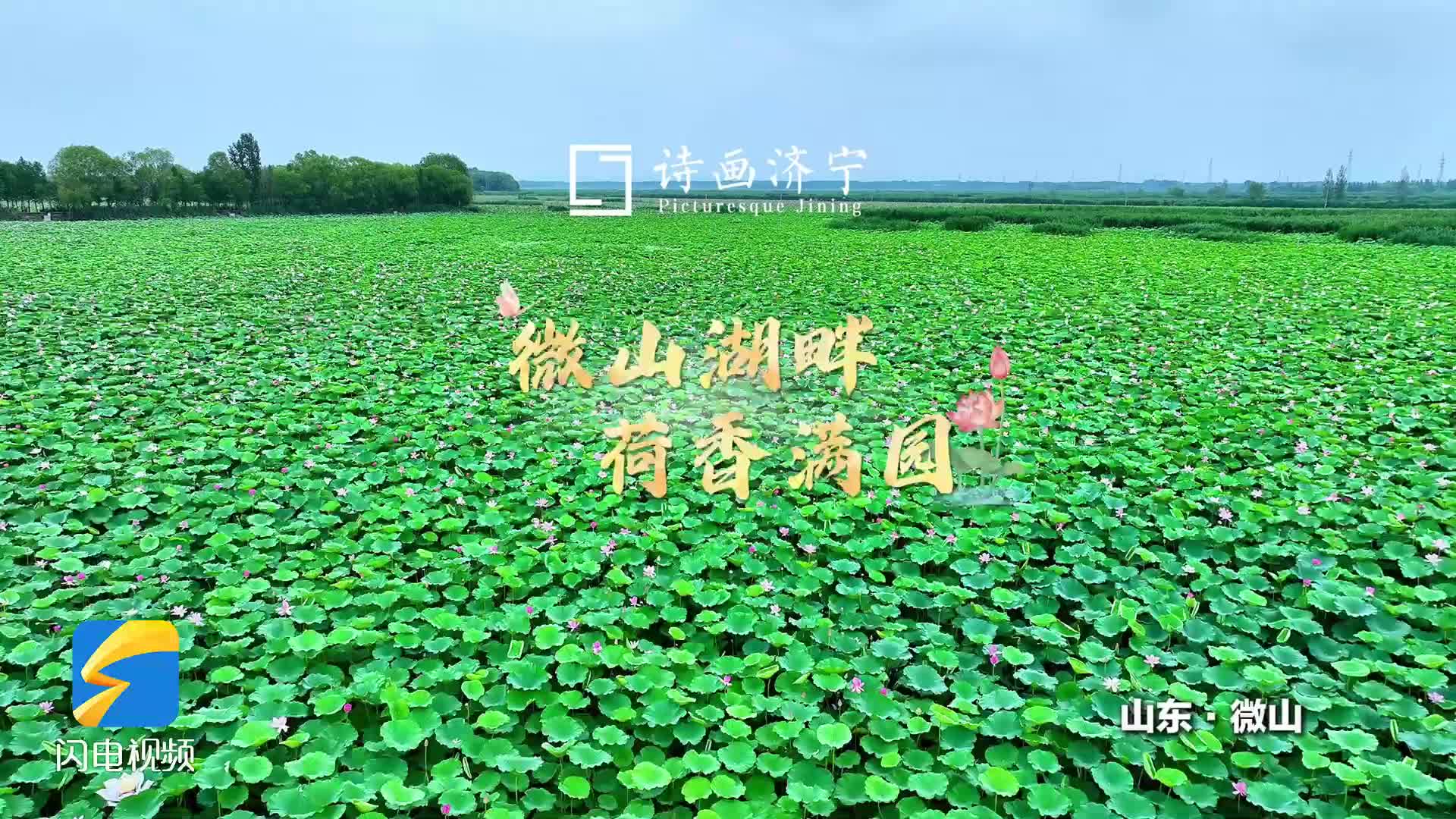 微山湖畔 荷香满园