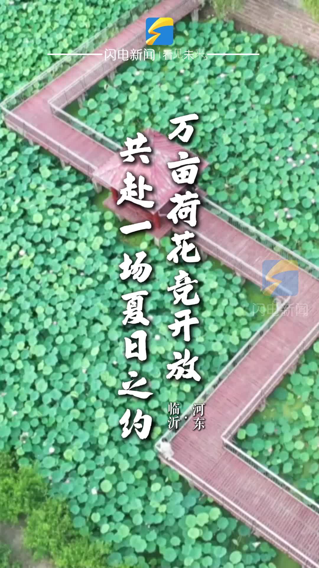 临沂：万亩荷花竞开放 共赴一场夏日之约