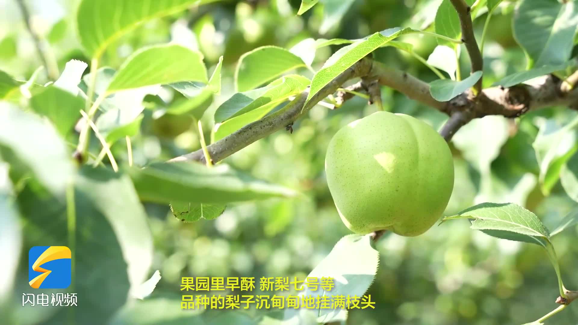 陽信十萬畝梨園迎豐收季！早酥梨搶“鮮”上市