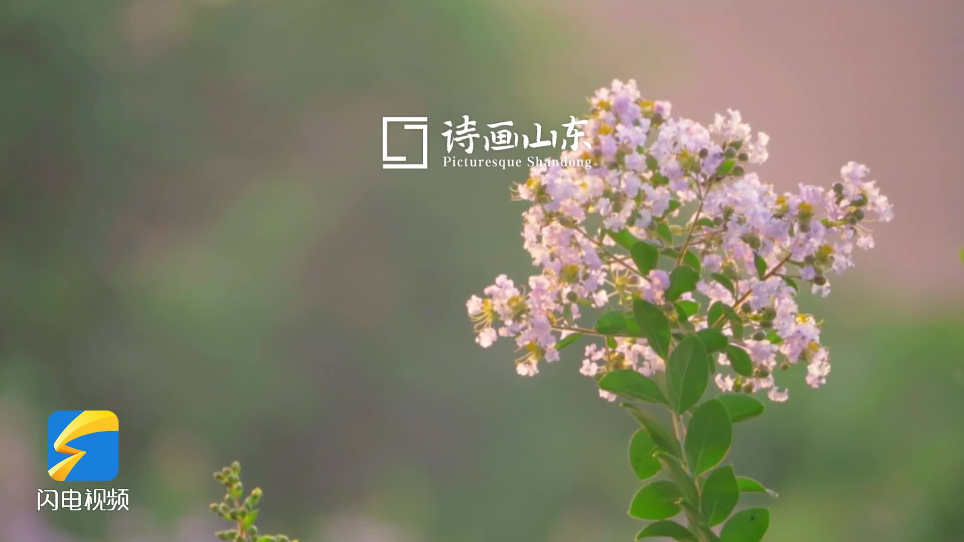 詩畫山東｜與美好相遇 青州紫薇花“夏日限定皮膚”已加載