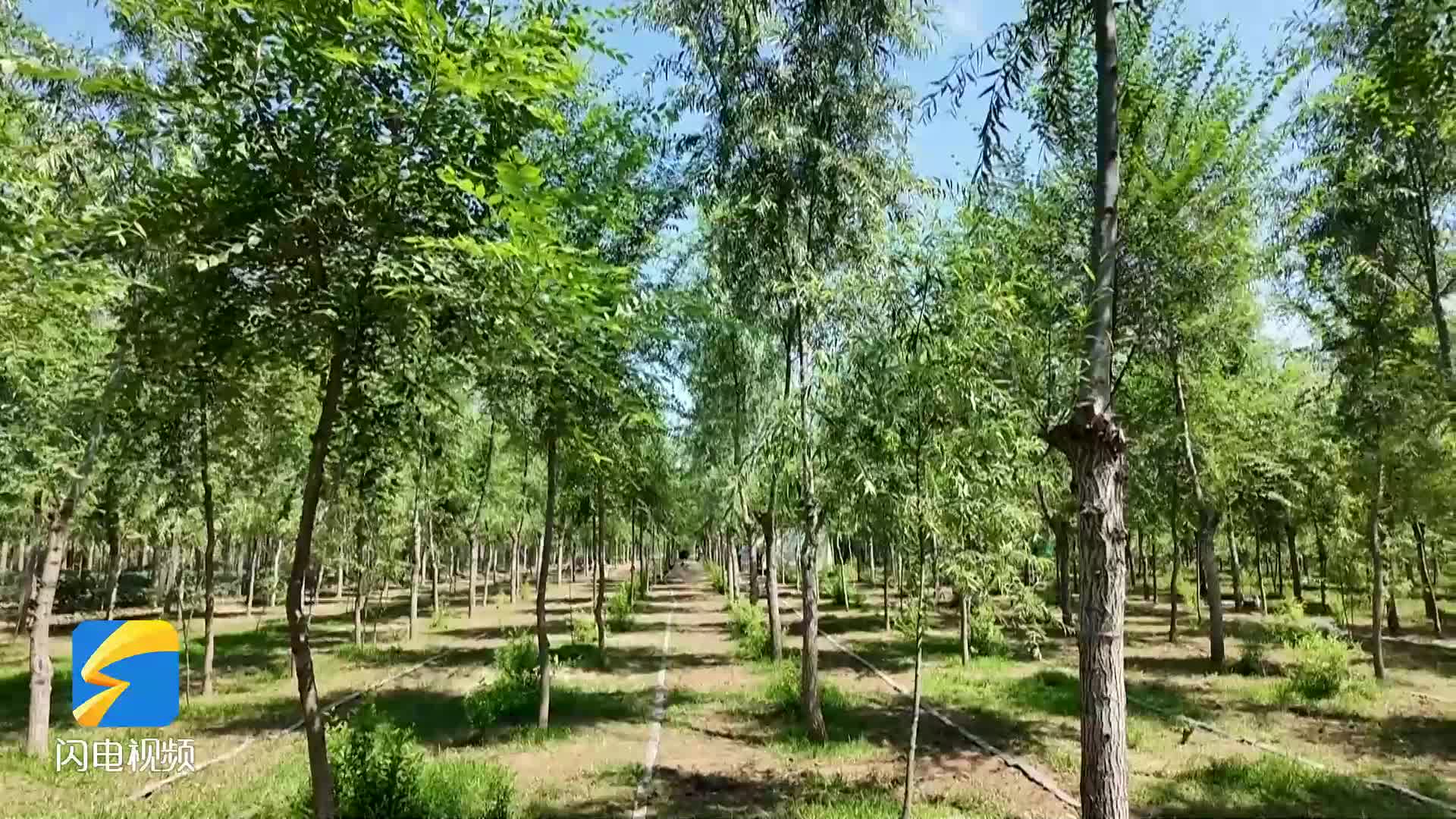 從“土資源”到“金產(chǎn)業(yè)”！鄒平這個(gè)村把林地變成“綠色銀行”