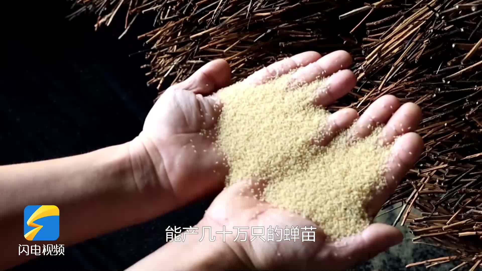 無棣：特色金蟬養(yǎng)殖 蹚出鄉(xiāng)村致富新路徑