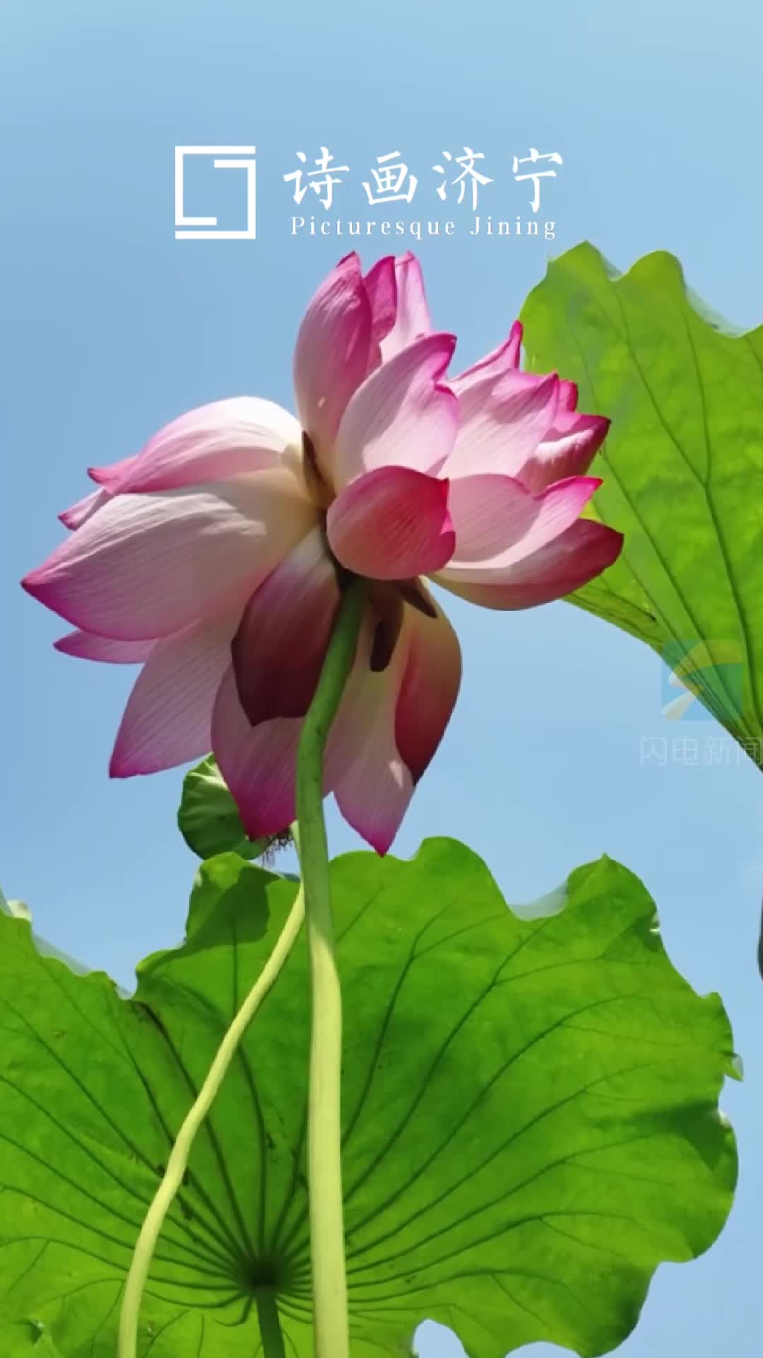 诗画济宁｜并蒂莲开映碧波 千亩荷塘生态美