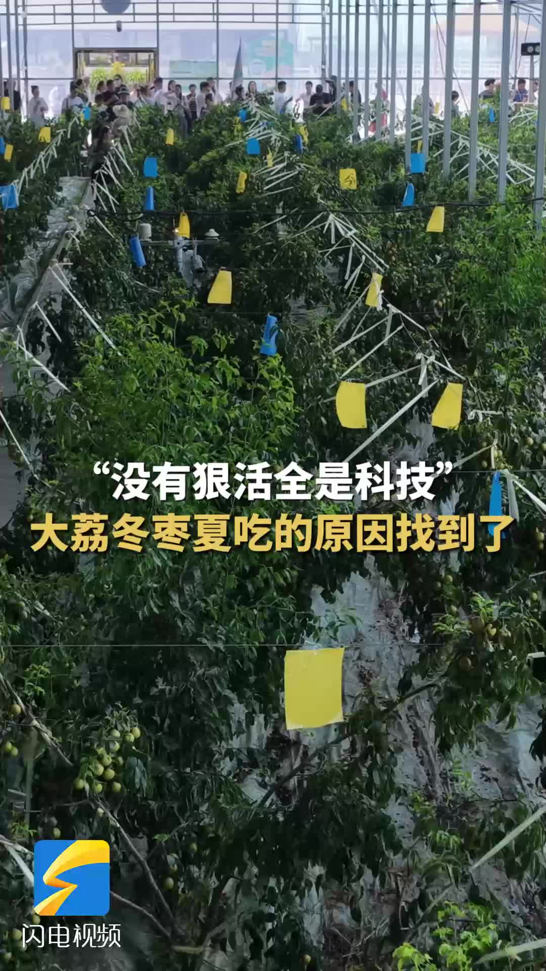 大河奔涌萬象新｜“沒有狠活全是科技” 冬棗變身“夏”棗的背后是大荔冬棗產業的主動求變
