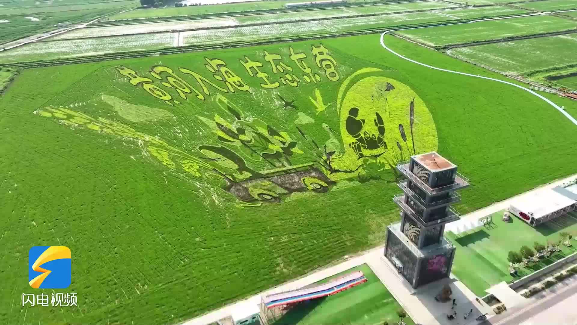 东营市垦利区3d稻田画成文旅新名片 记者带你打卡"大地画卷"