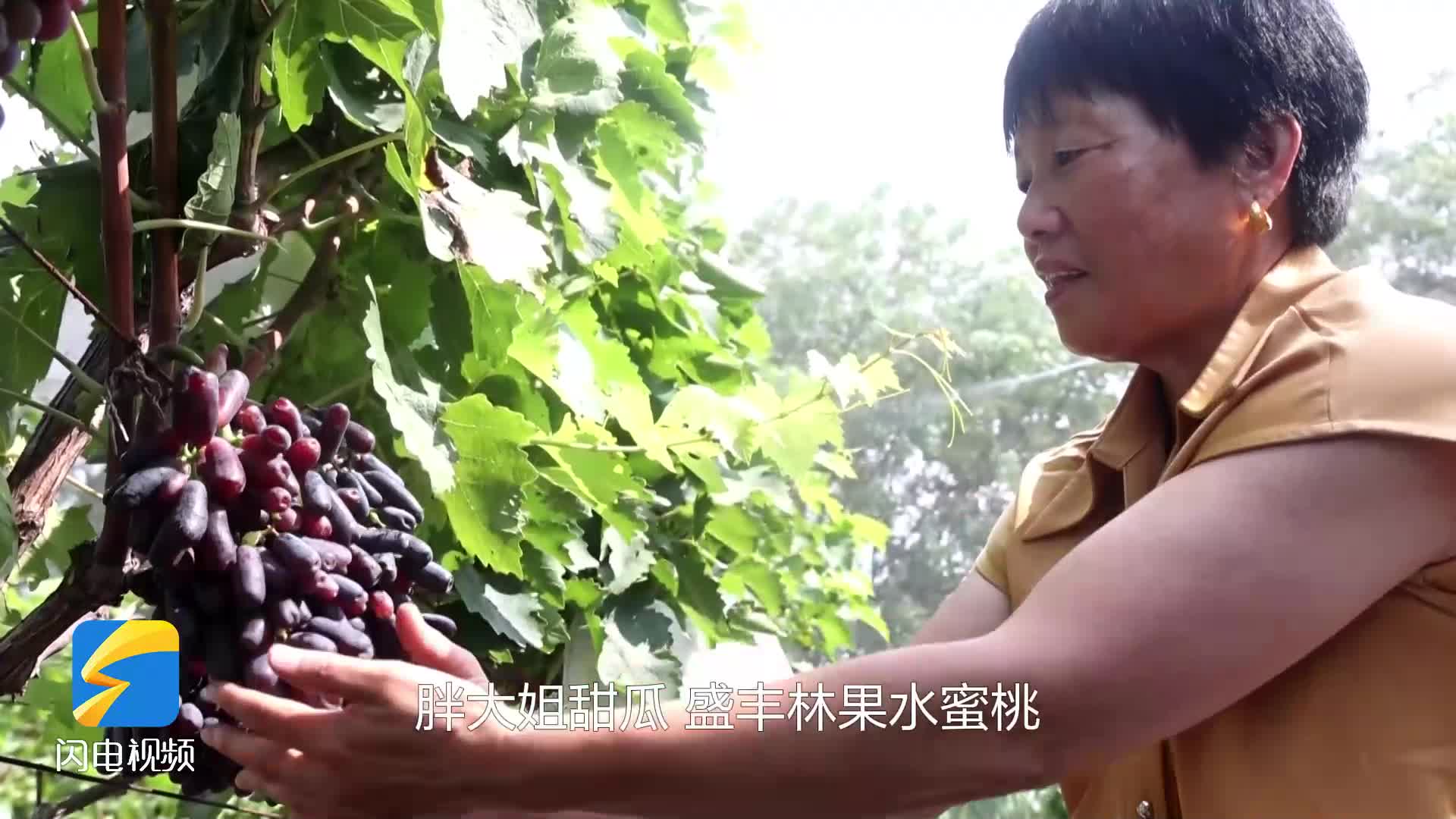 無棣：葡萄豐收掛滿枝 滿園飄香采摘忙