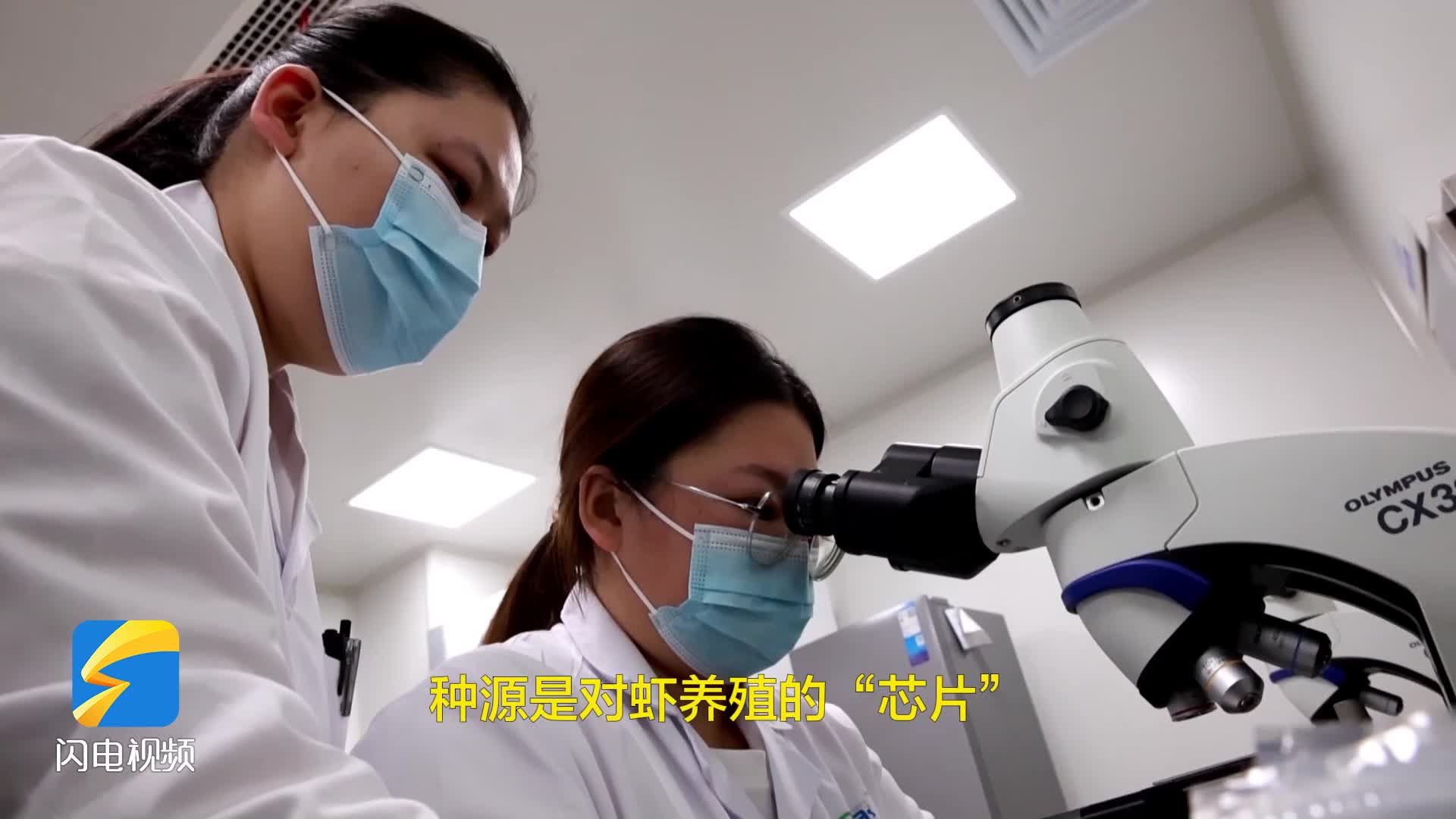 無棣：“新品種+新模式” 破解鹽田蝦“豐收密碼”