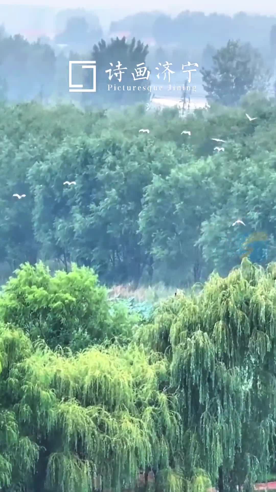济宁鱼台｜雨中美韵 惠河湿地展现别样生态画卷
