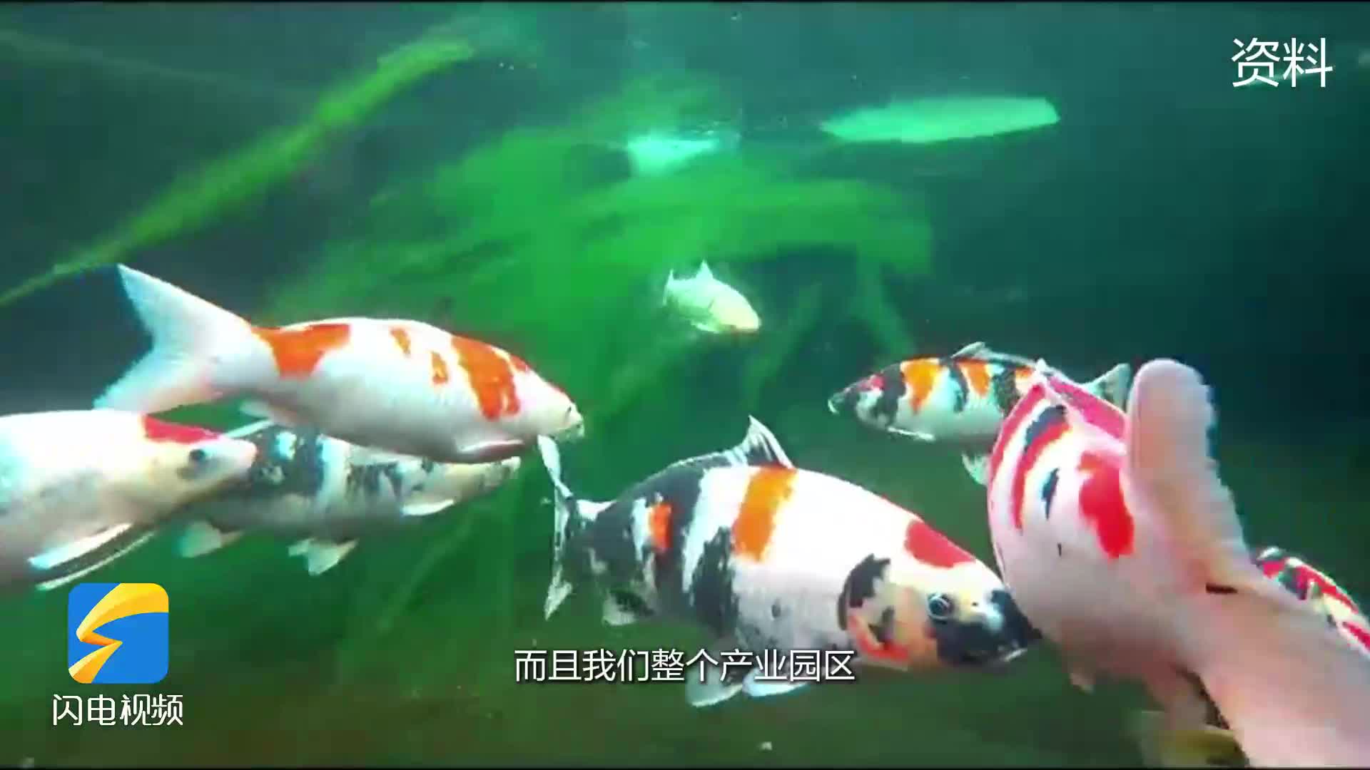 高唐錦鯉亮相服貿(mào)會山東展區(qū) 吸引眾多外商關(guān)注