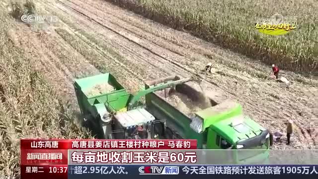 央视《新闻直播间》关注山东高唐:79万亩玉米迎丰收 农机作业“茎穗兼得”