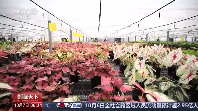 央视《朝闻天下》关注山东青州：小花盆里如何长出“大生意” 产品焕新：什么花儿正“当红”？