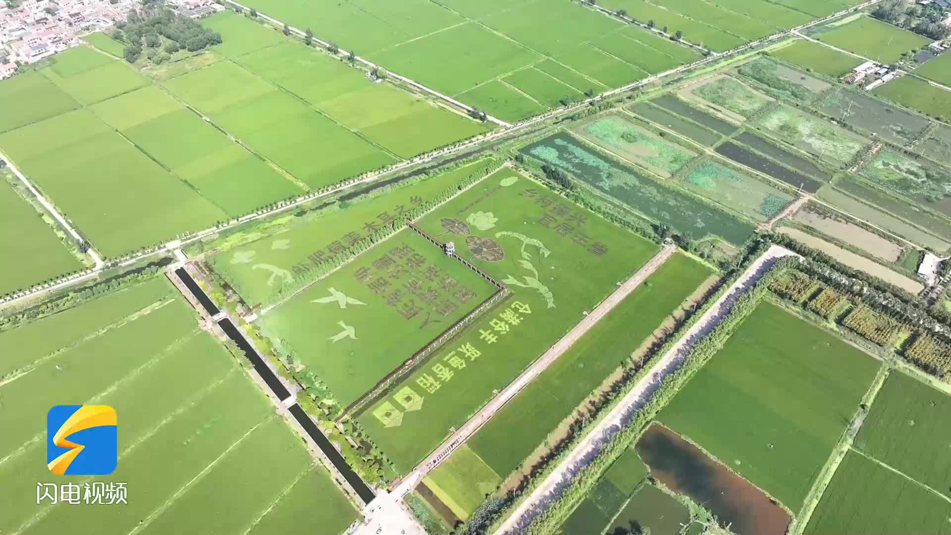 济宁鱼台：稻田画里庆丰收 欢声笑语响田间