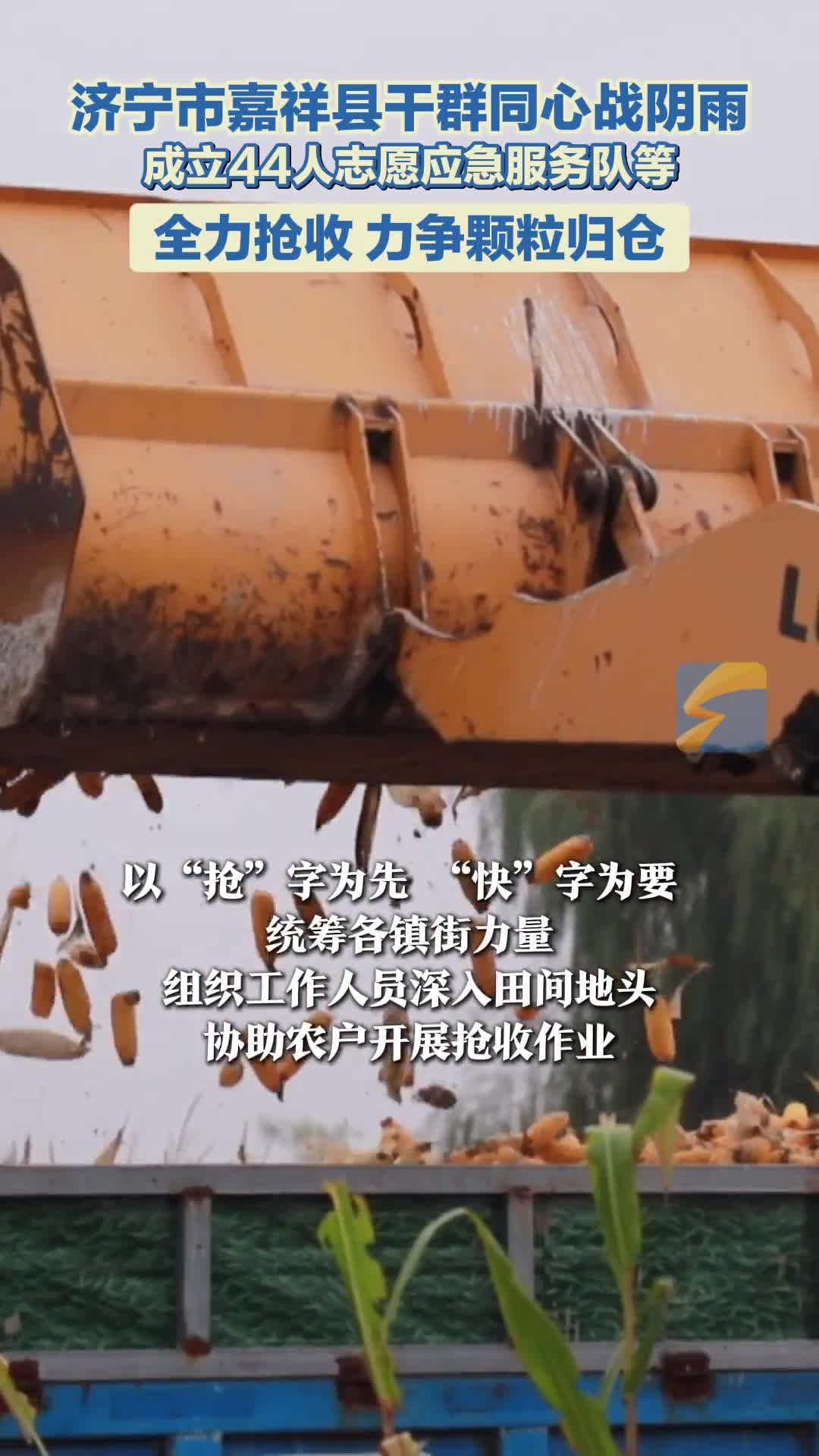 抢收与烘干并举 济宁嘉祥县干群同心力争颗粒归仓
