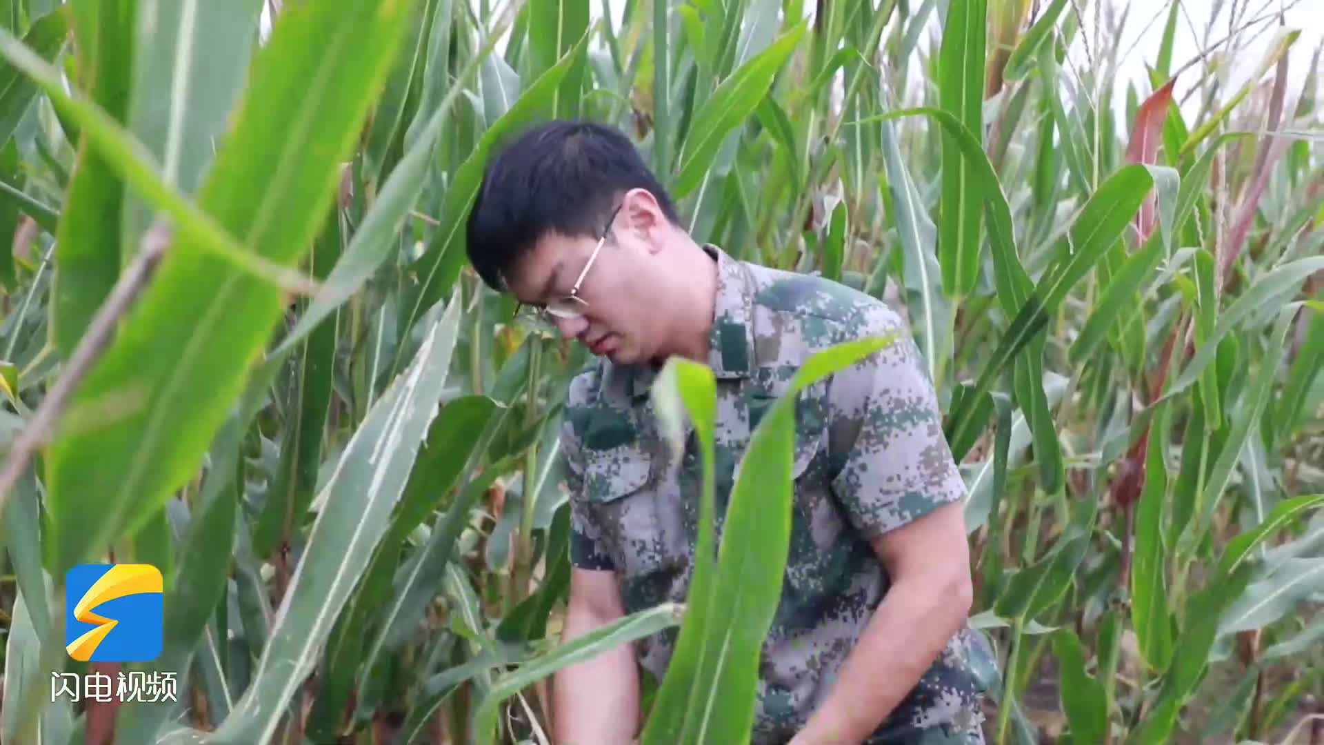 济宁市嘉祥县干群同心战阴雨 全力抢收力争颗粒归仓