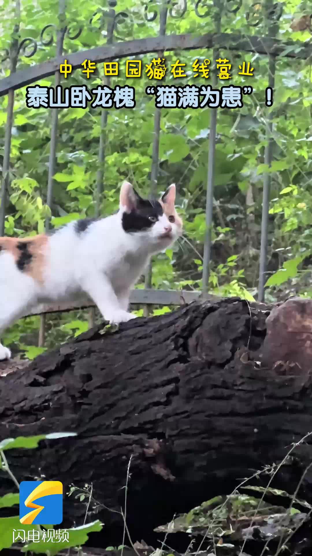 泰山卧龙槐猫满为患中华田园猫在线营业