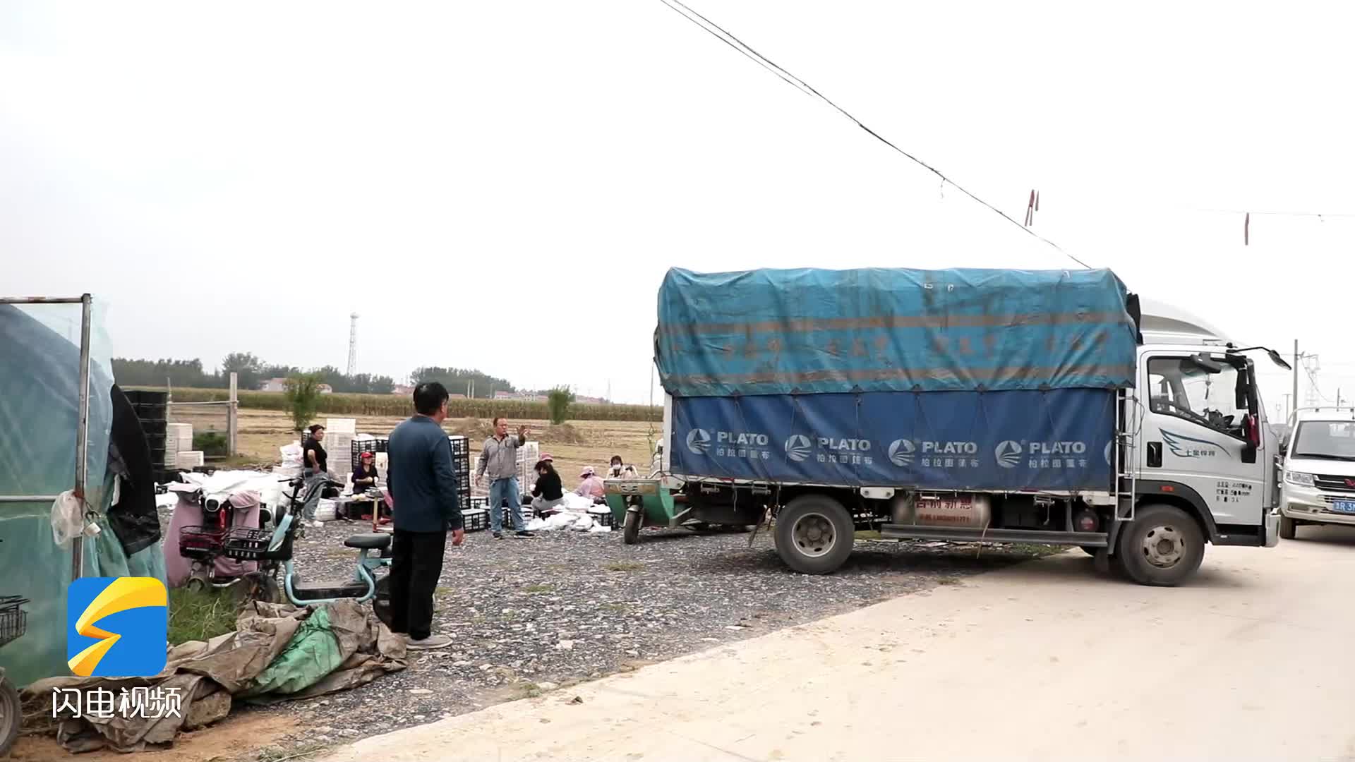 郓城:山农酥梨迎丰收 党建引领产业兴