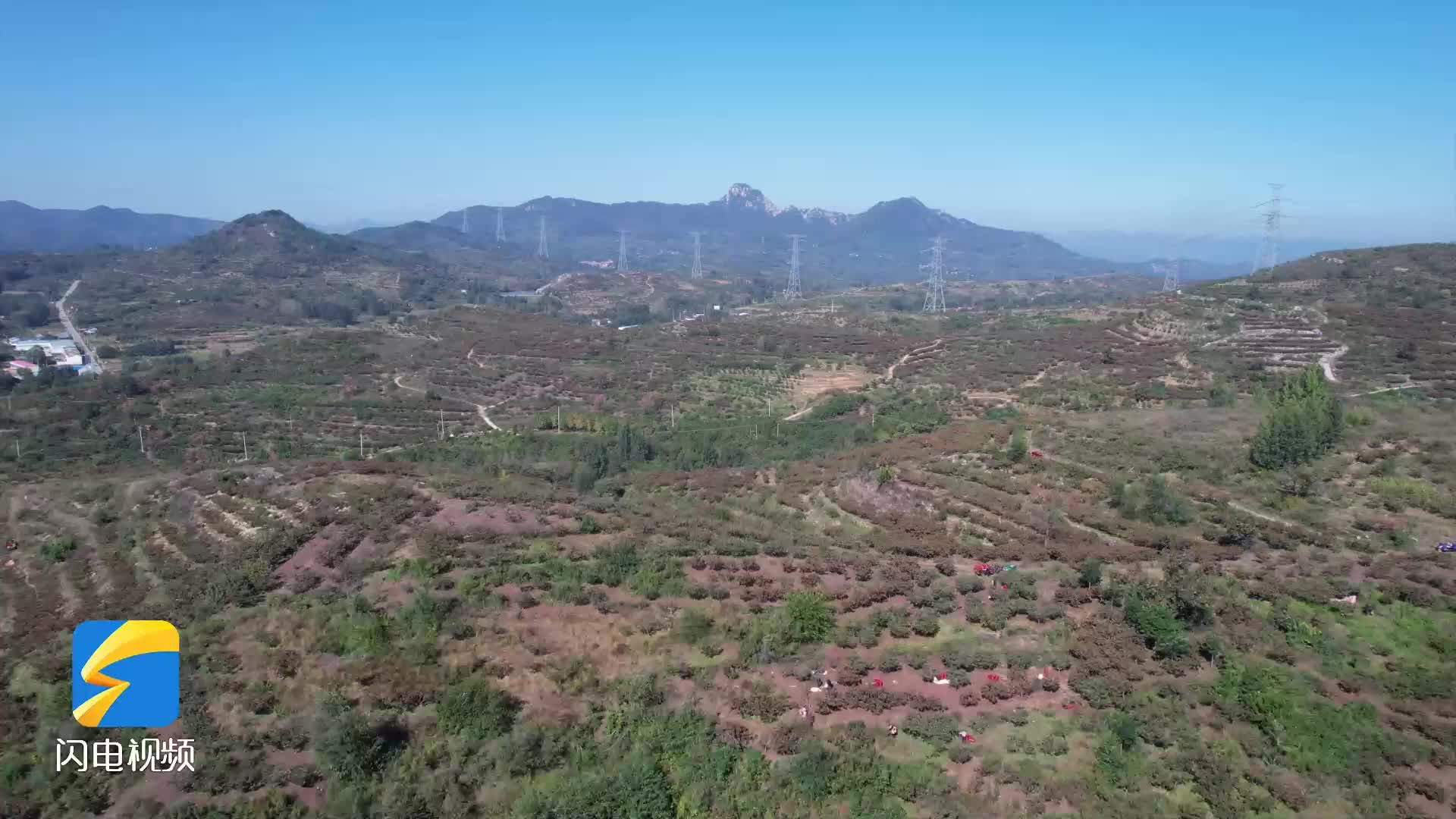 潍坊临朐：无人机打通“空中走廊” 山楂出山“加速度”