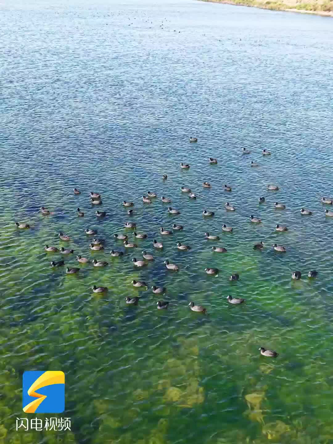 潍坊昌邑：河清生态美 水鸟入画来