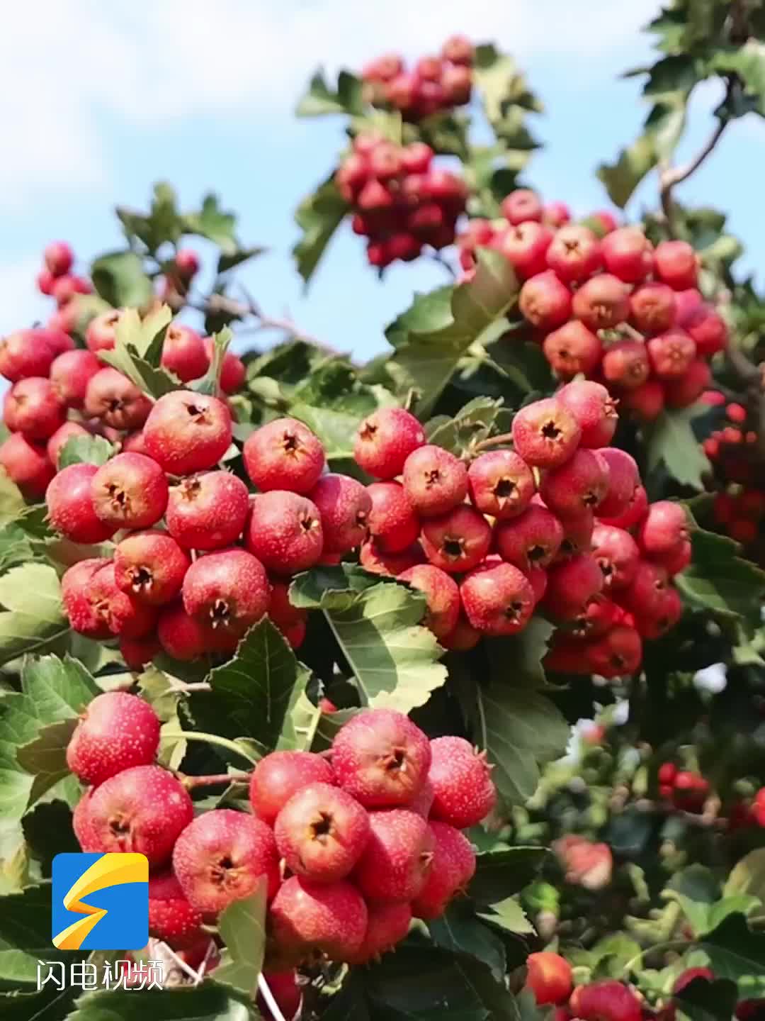 潍坊昌邑：万亩山楂红满枝头