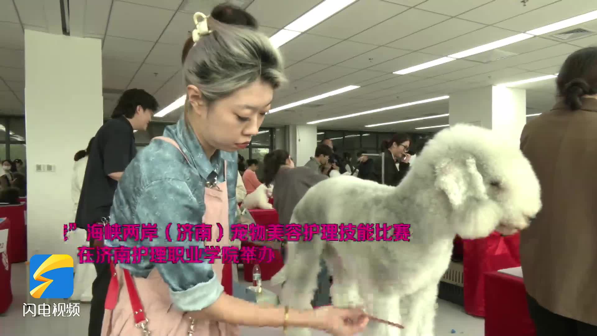首届“泉来爱宠”海峡两岸(济南)宠物美容护理技能比赛举办