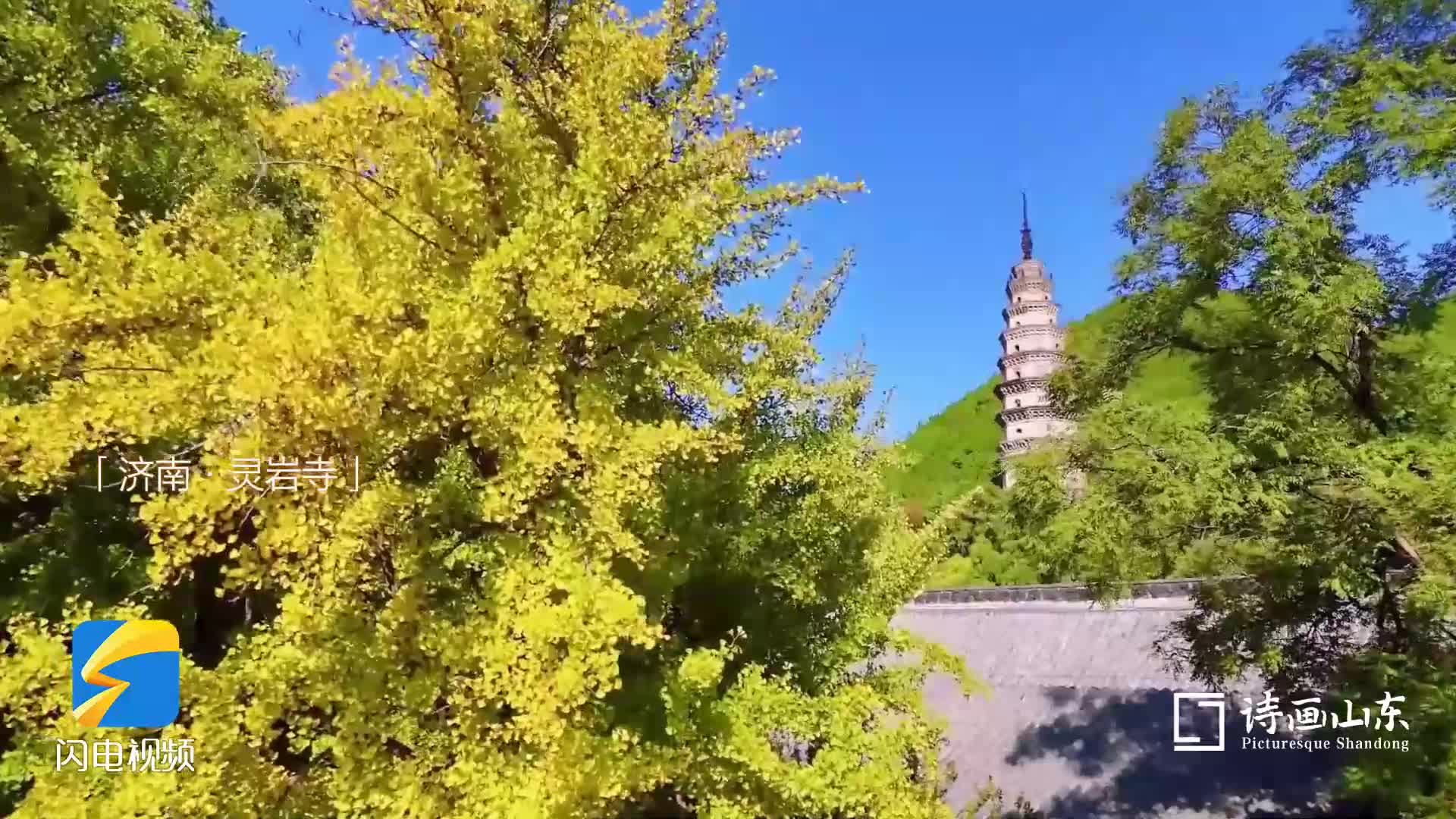 诗画山东｜灵岩寺千年银杏染秋黄 古刹深处藏秋意