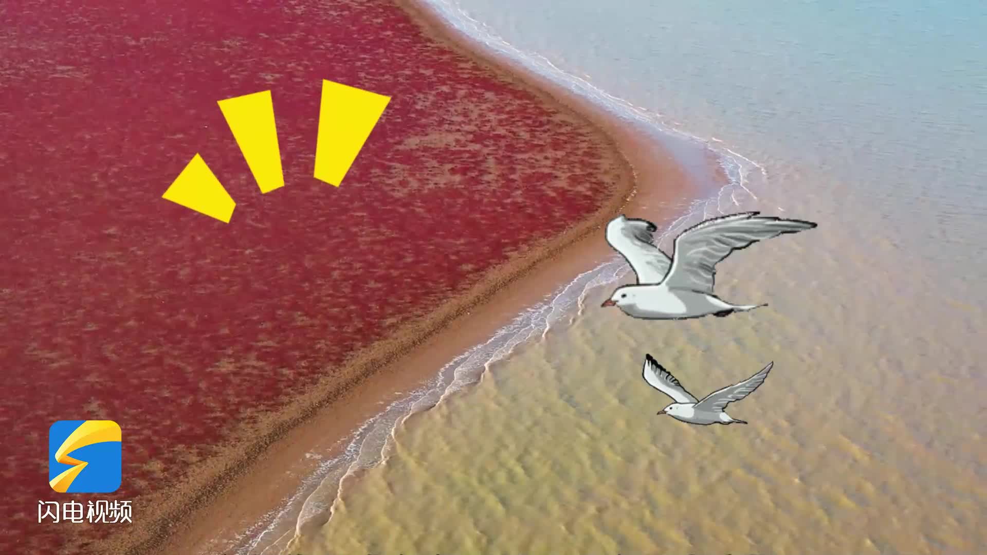 战草记：除治互花米草 从窒息滩涂到候鸟归家