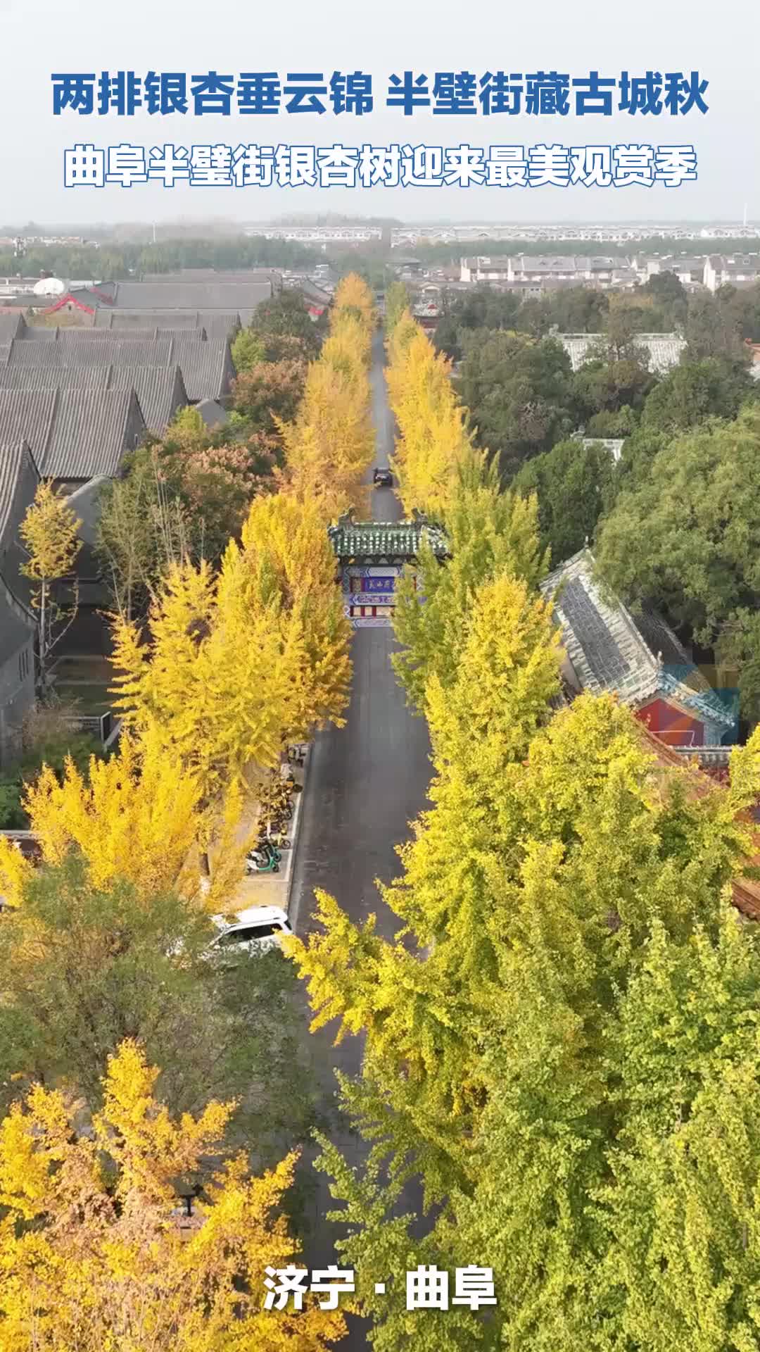 半壁金黄染青瓦 千年古城曲阜迎来最美秋日时光