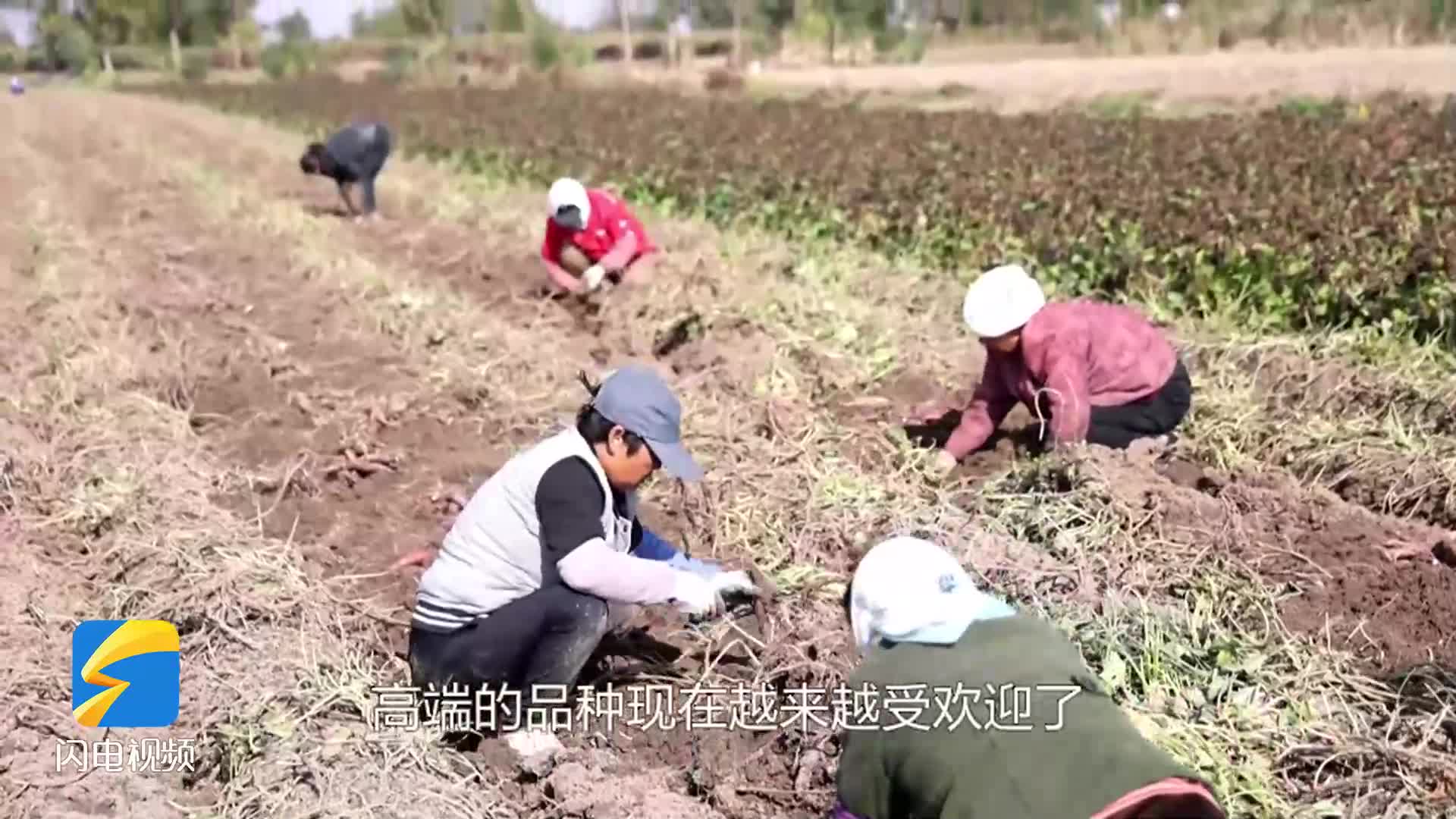 亩产5000斤 日薪120元!无棣柳堡镇的“蜜薯”甜了村民好日子