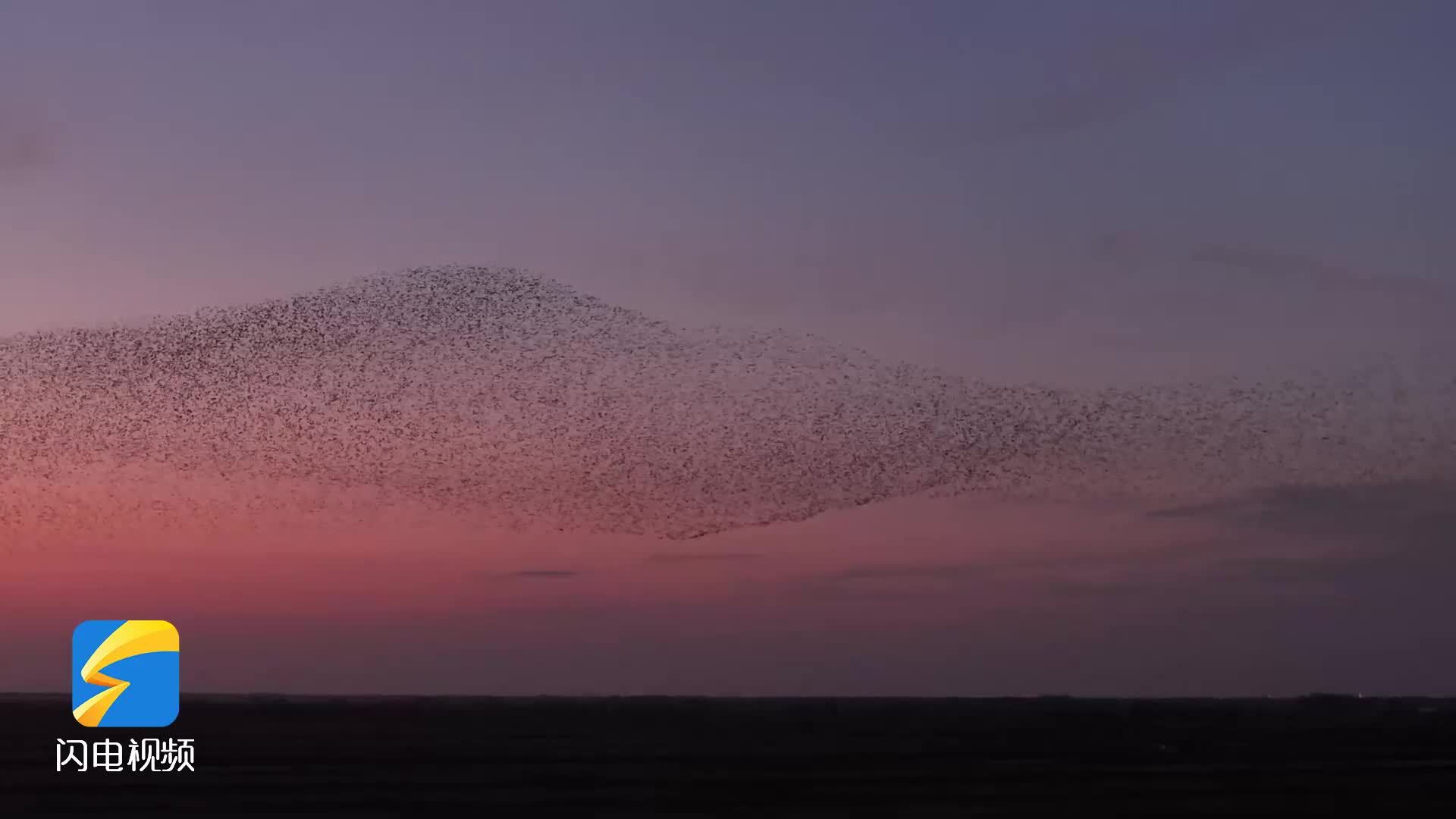 黄河三角洲鸟浪奇观 亲历者讲述震撼瞬间