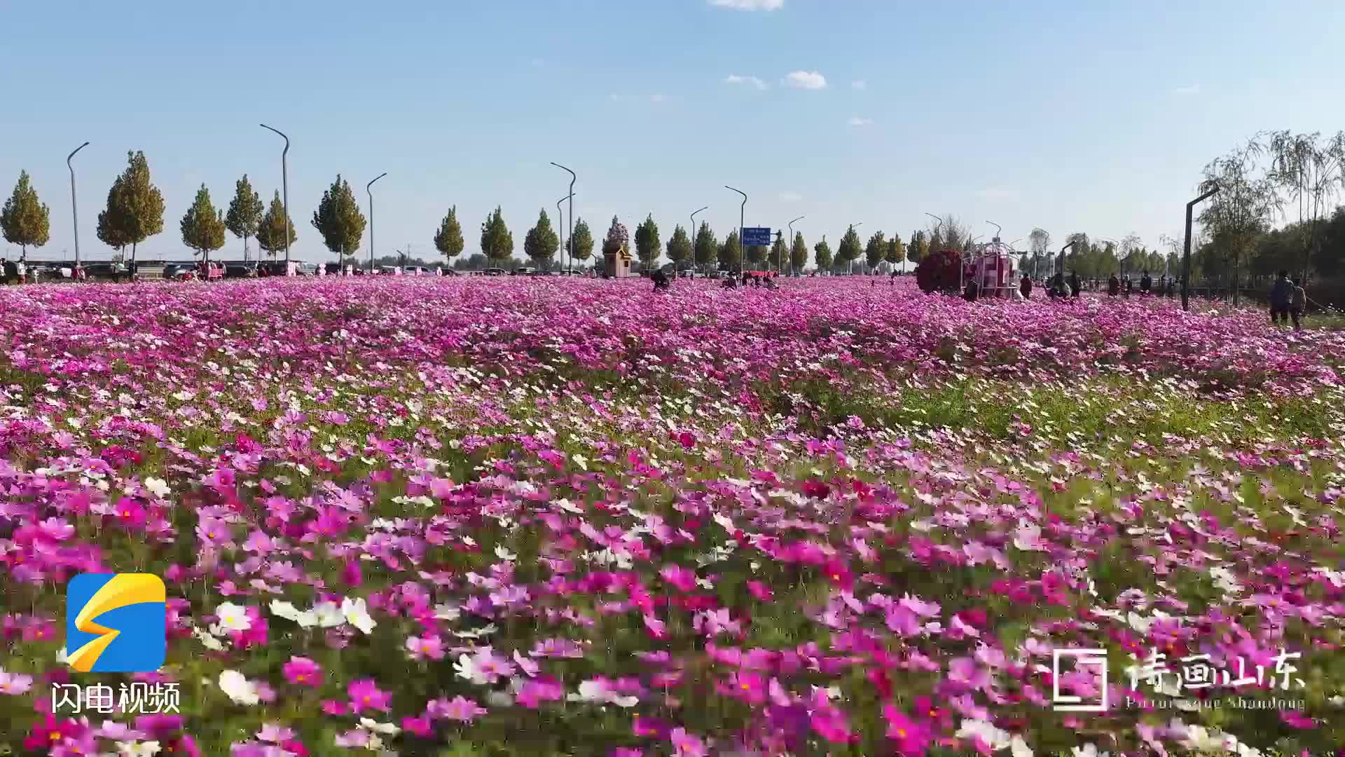 诗画山东｜赏花正当时 广饶浪漫花海限时上线