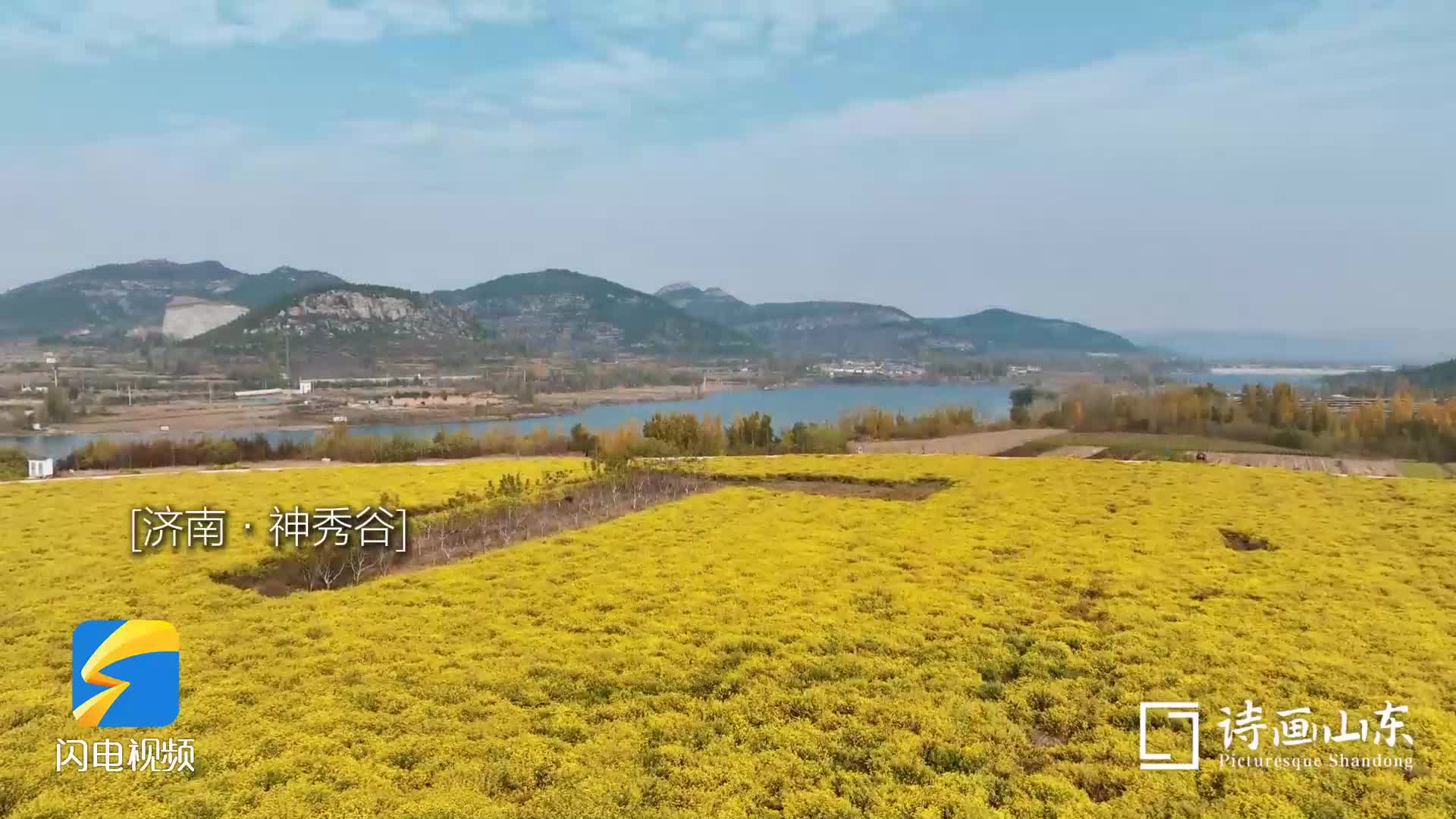 诗画山东｜在济南神秀谷的金色菊海里 被淡雅的花香治愈