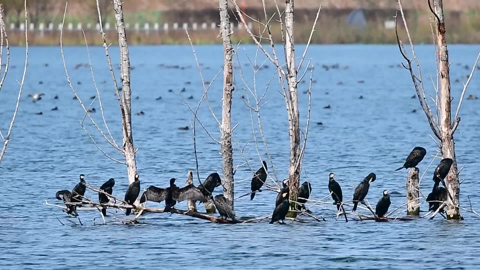济宁兖州：从生态“伤疤”到绿色“聚宝盆”
