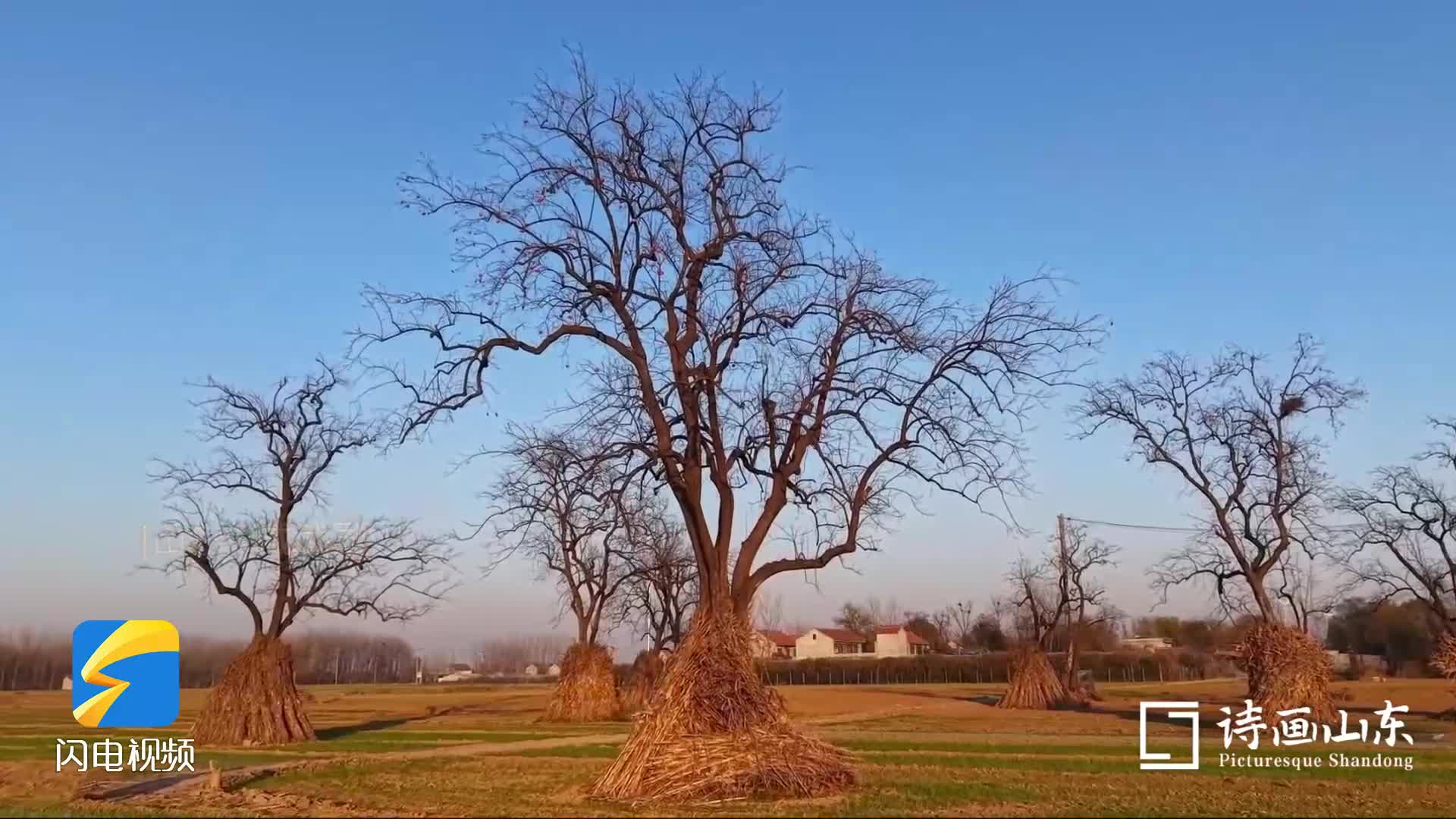 诗画山东｜成武百年柿树映晚霞 愿你冬日好“柿”发生