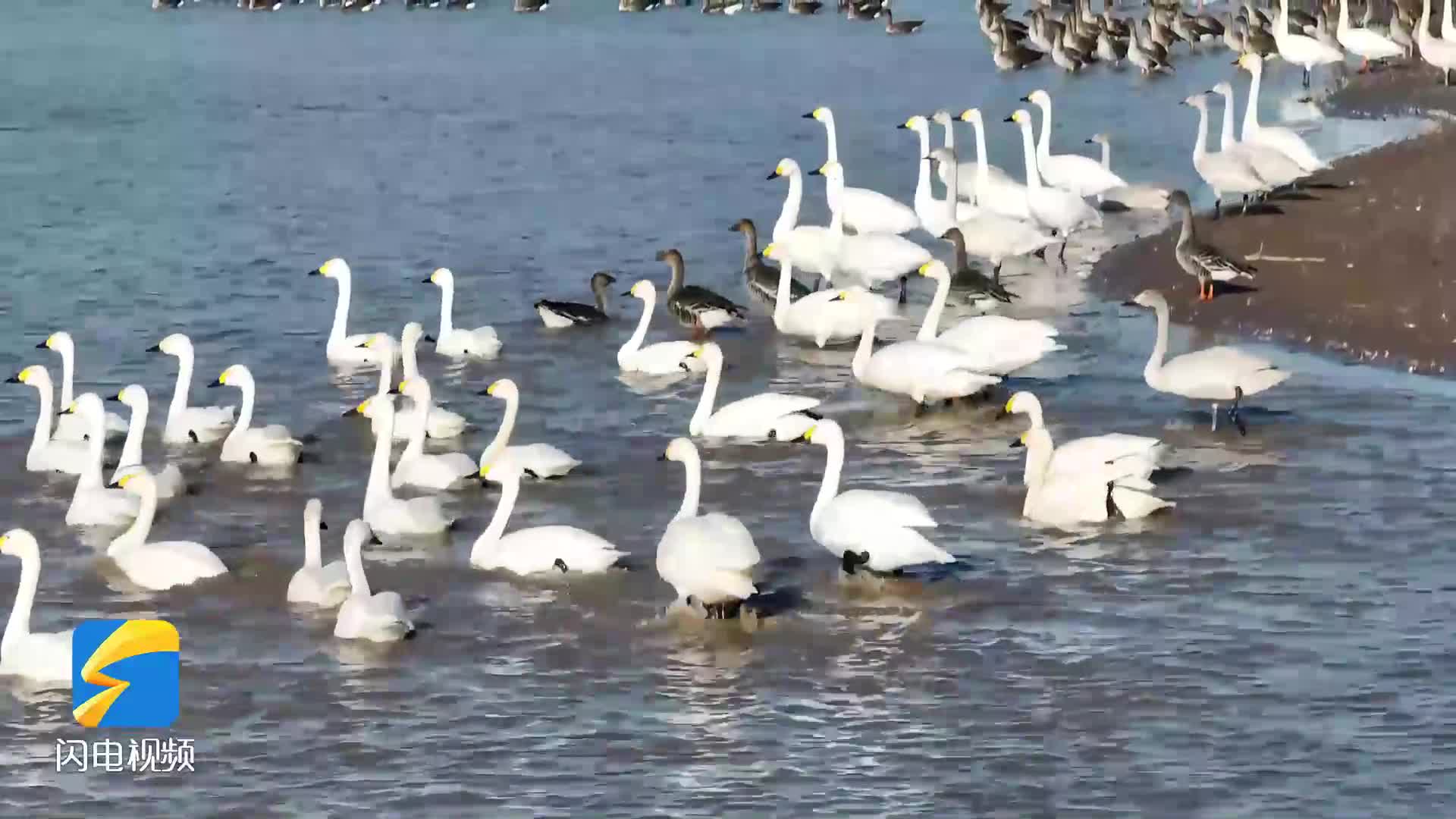 东明：天鹅赴约 黄河滩迎来“白衣仙子”